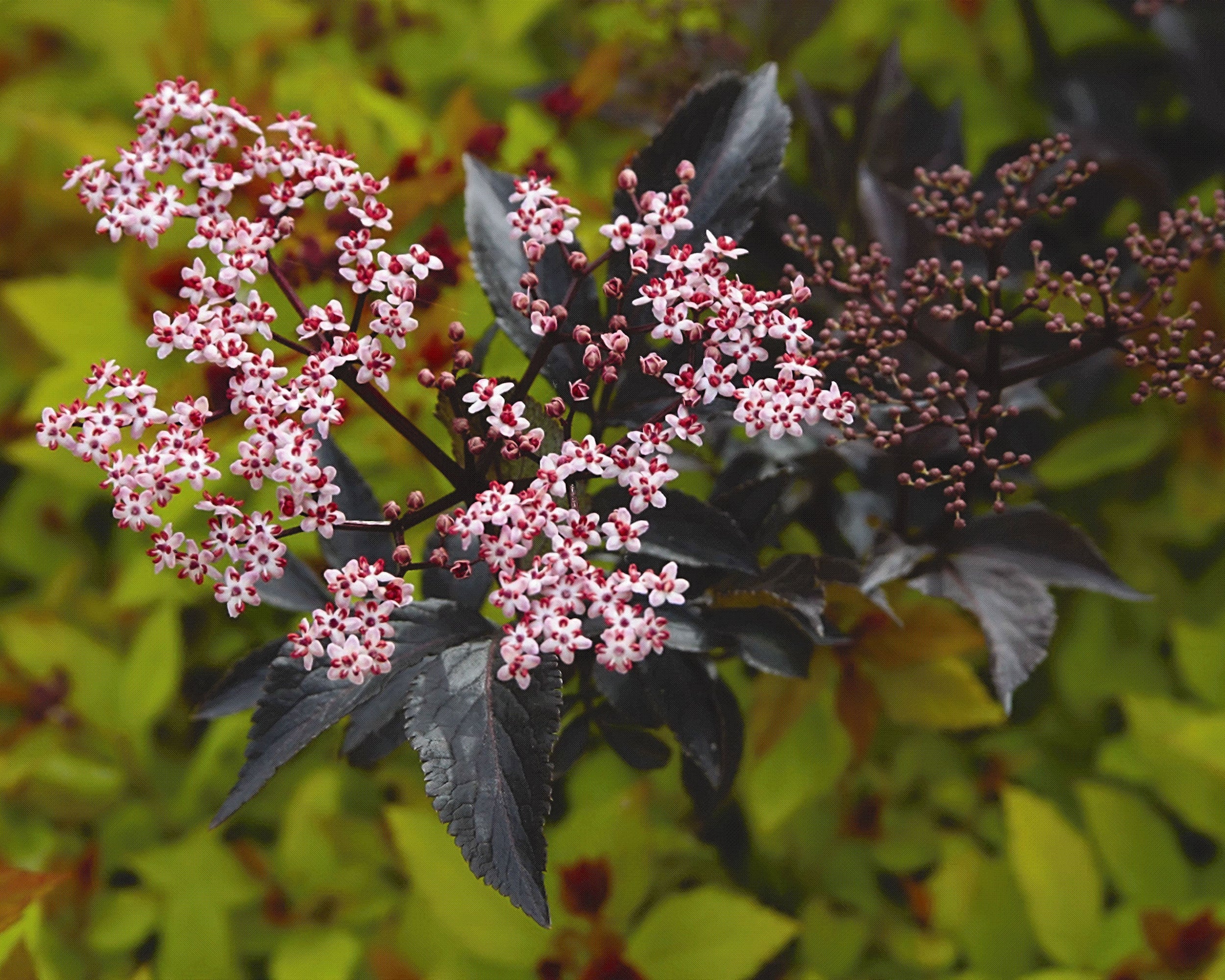 Sambucus 'Black Beauty' - Image 7