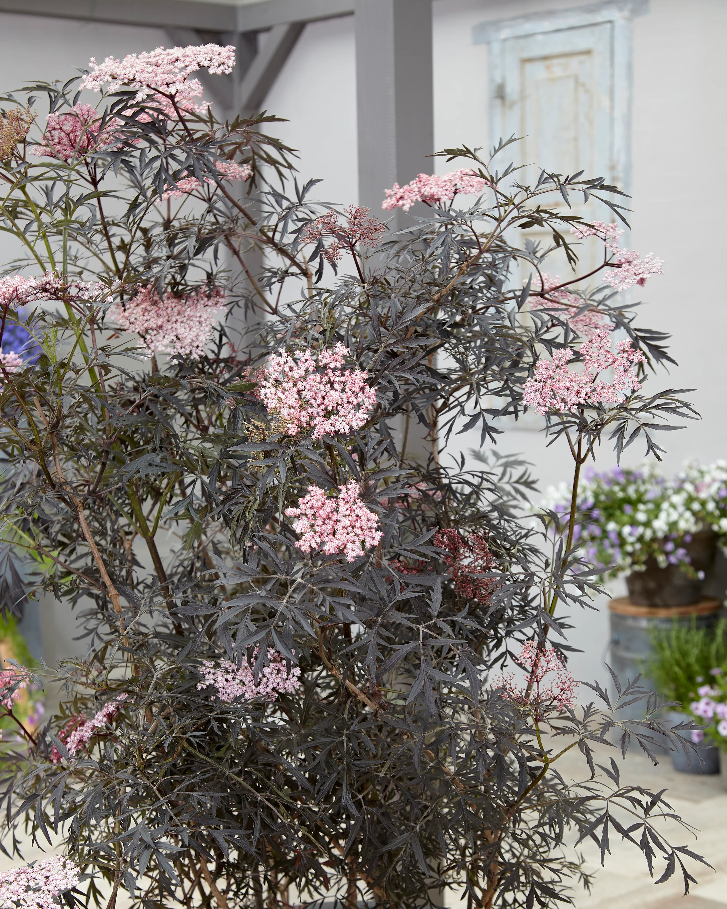 Sambucus 'Black Lace' - Image 14