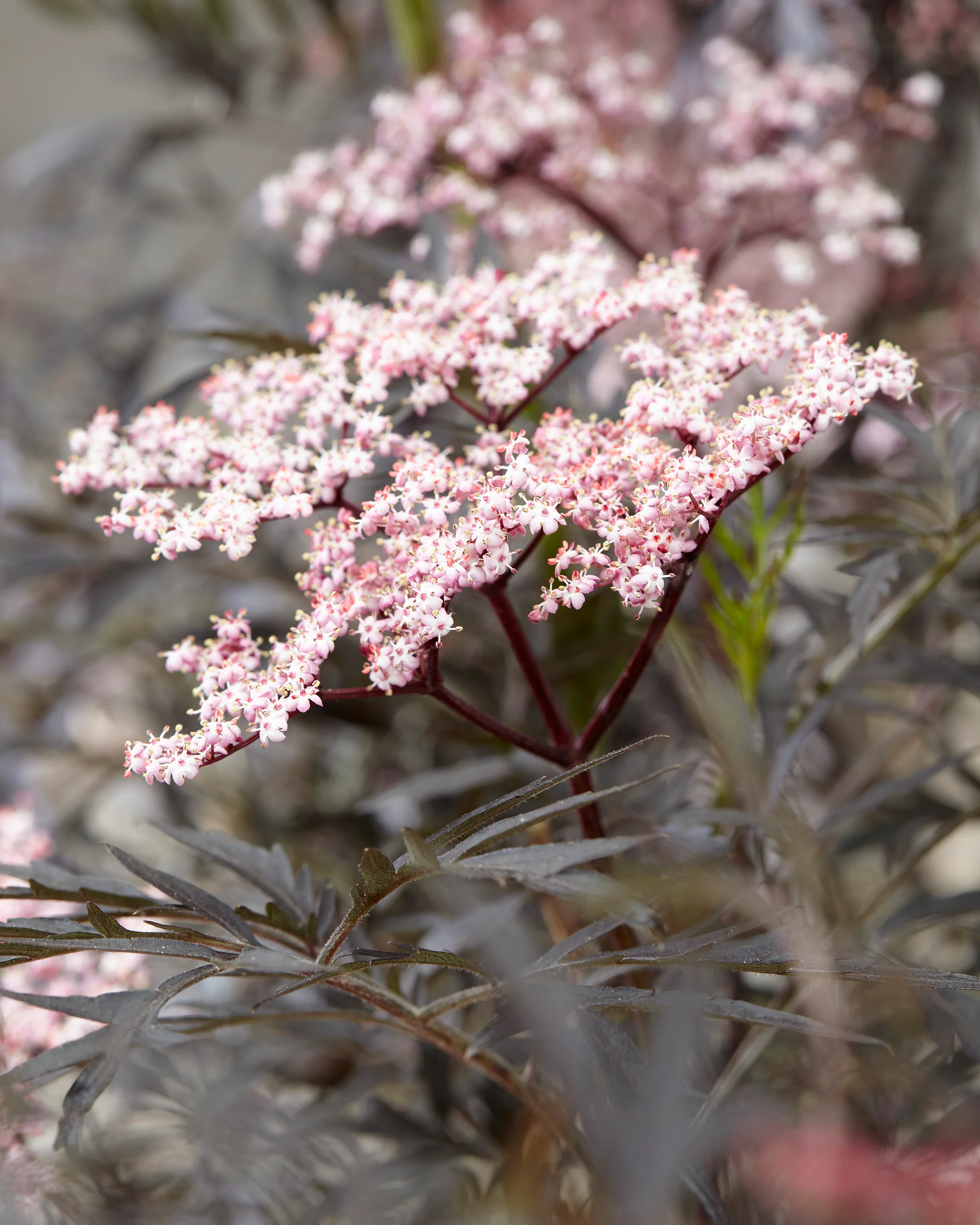 Sambucus 'Black Lace' - Image 2