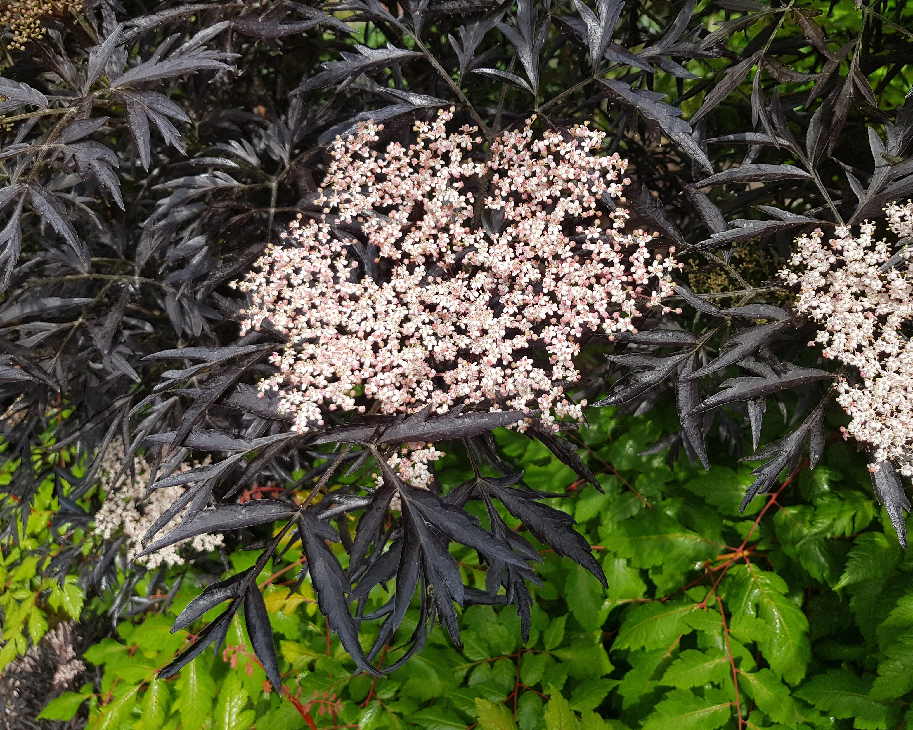 Sambucus 'Black Lace' - Image 6