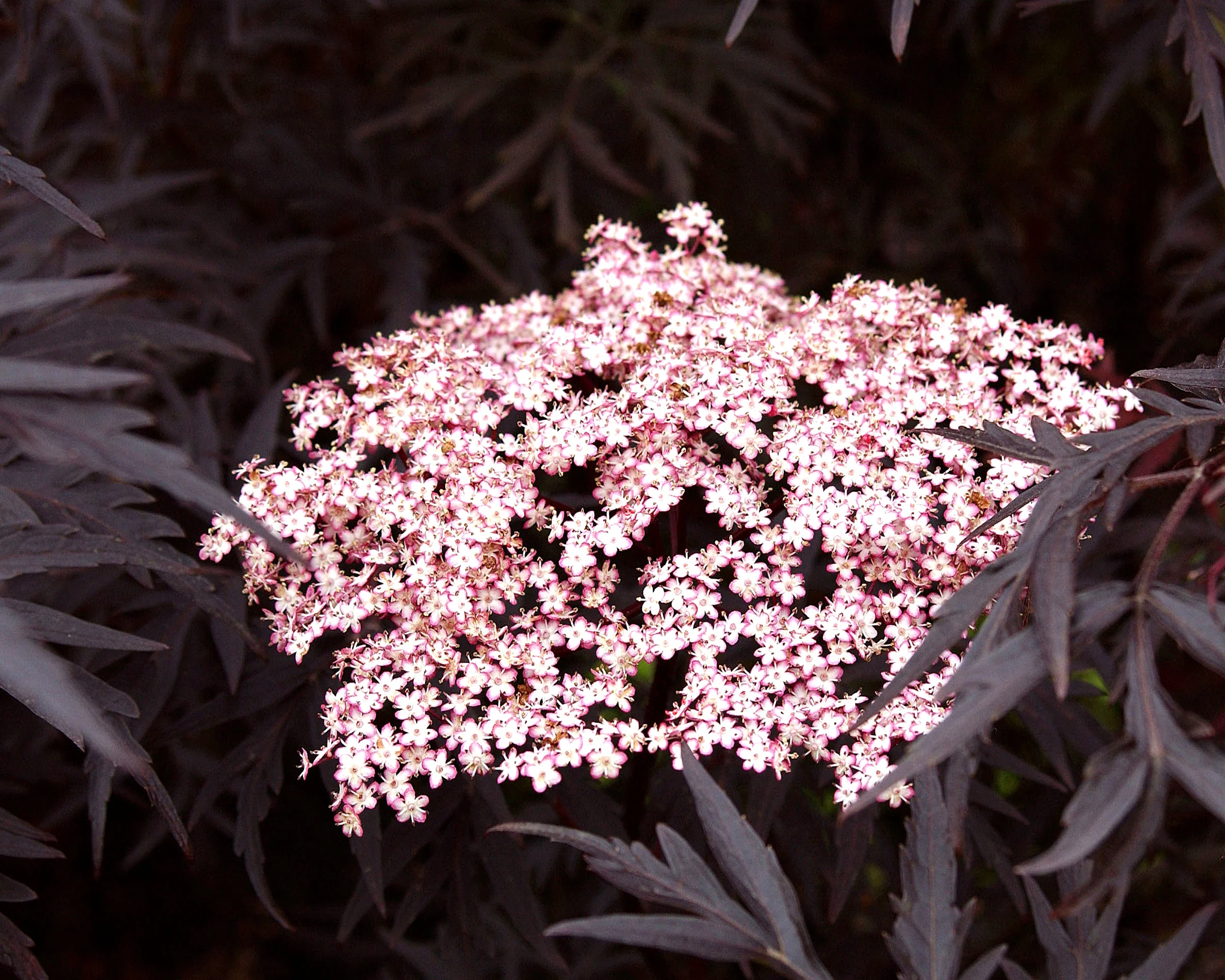 Sambucus 'Black Lace' - Image 8