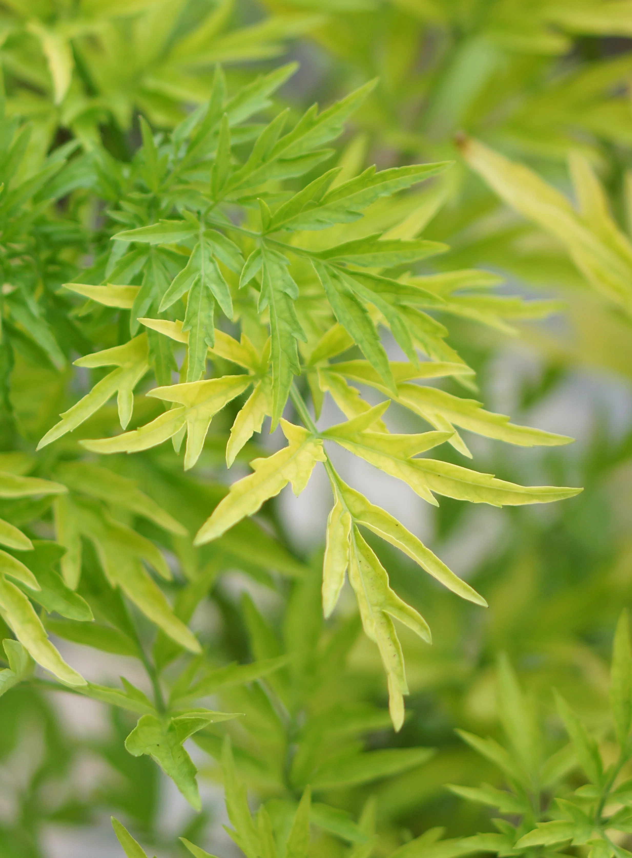 Sambucus 'Golden Tower' - Image 5