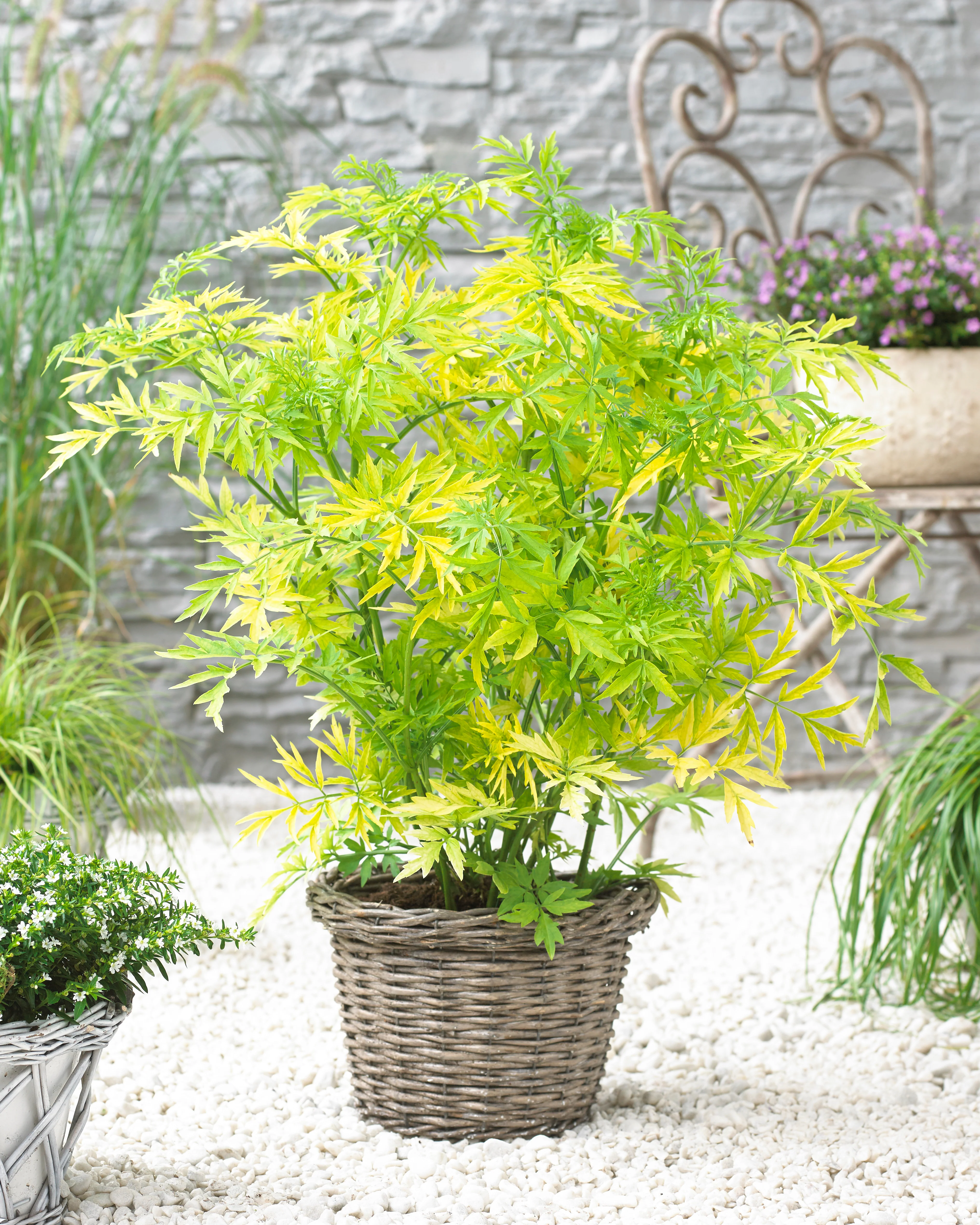 Sambucus 'Golden Tower' - Image 6
