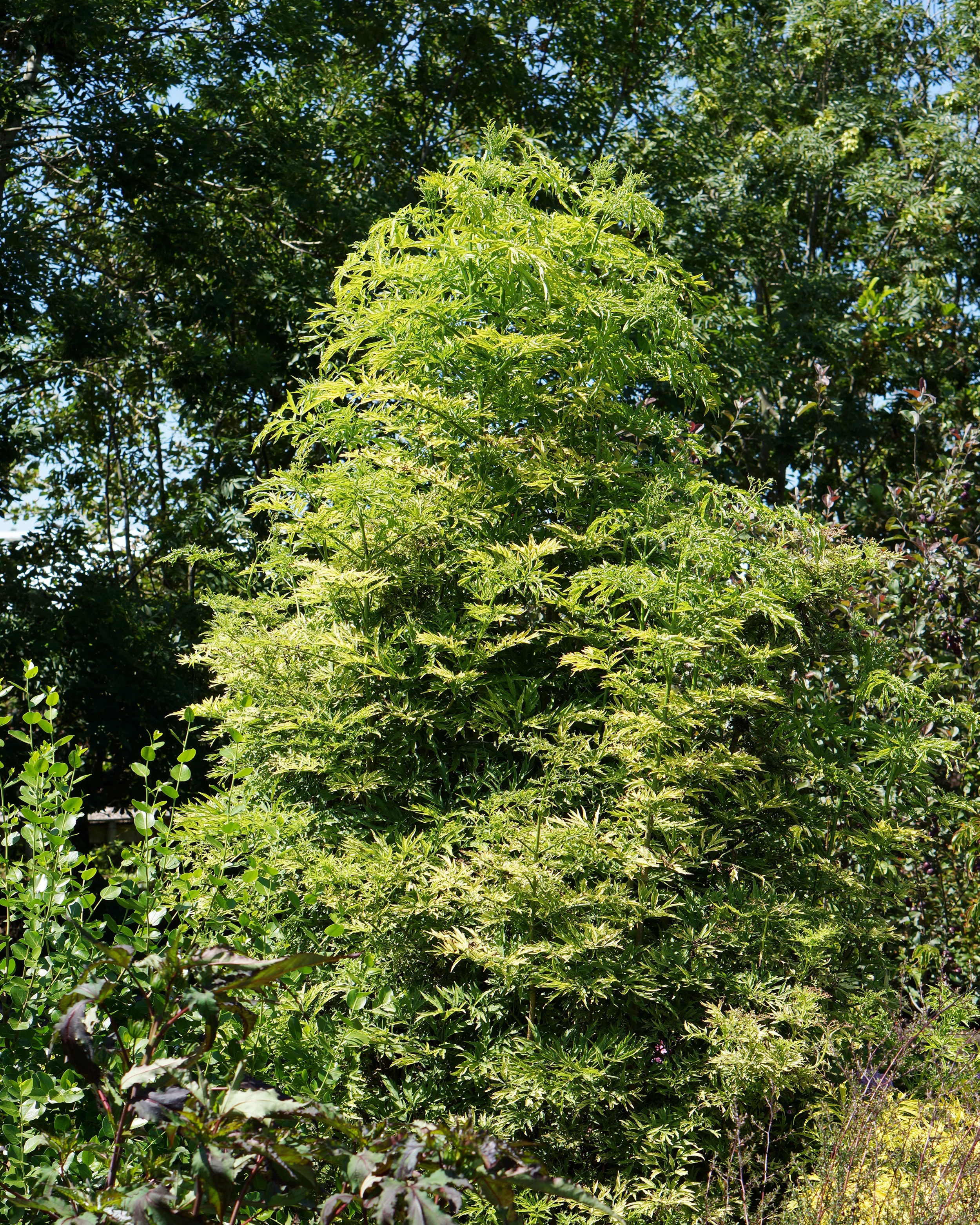 Sambucus 'Golden Tower' - Image 7