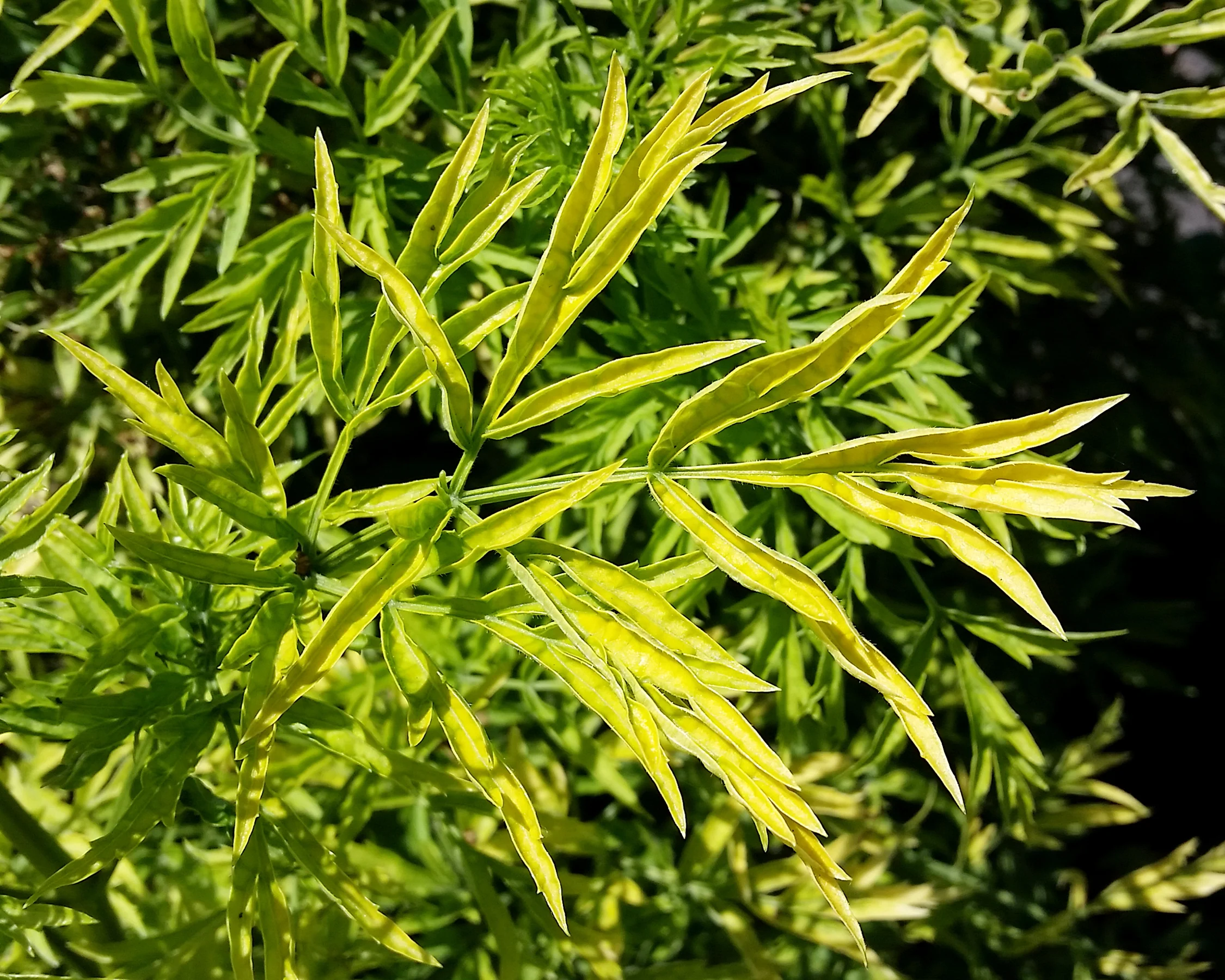 Sambucus 'Golden Tower' - Image 8