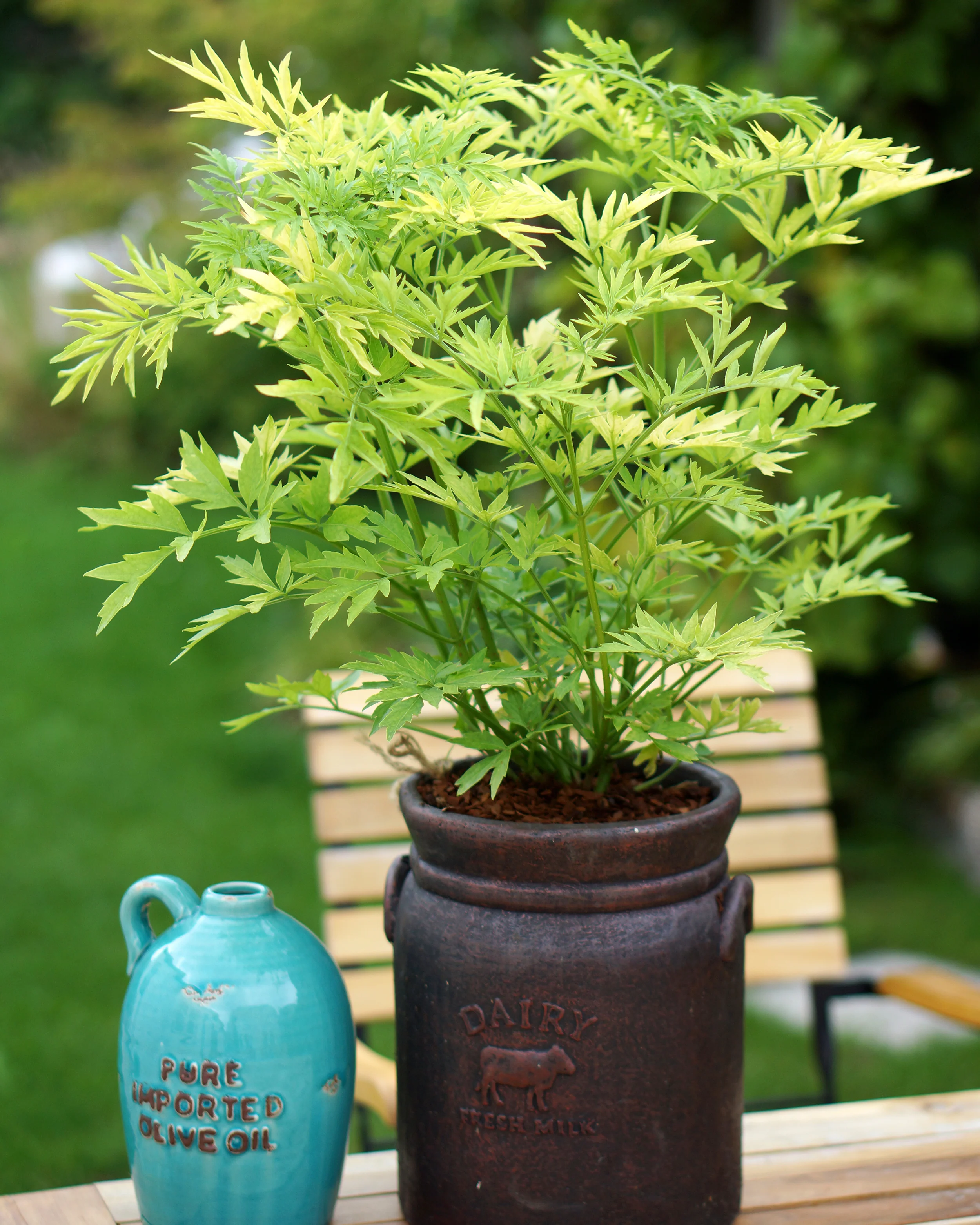 Sambucus 'Golden Tower' - Image 9