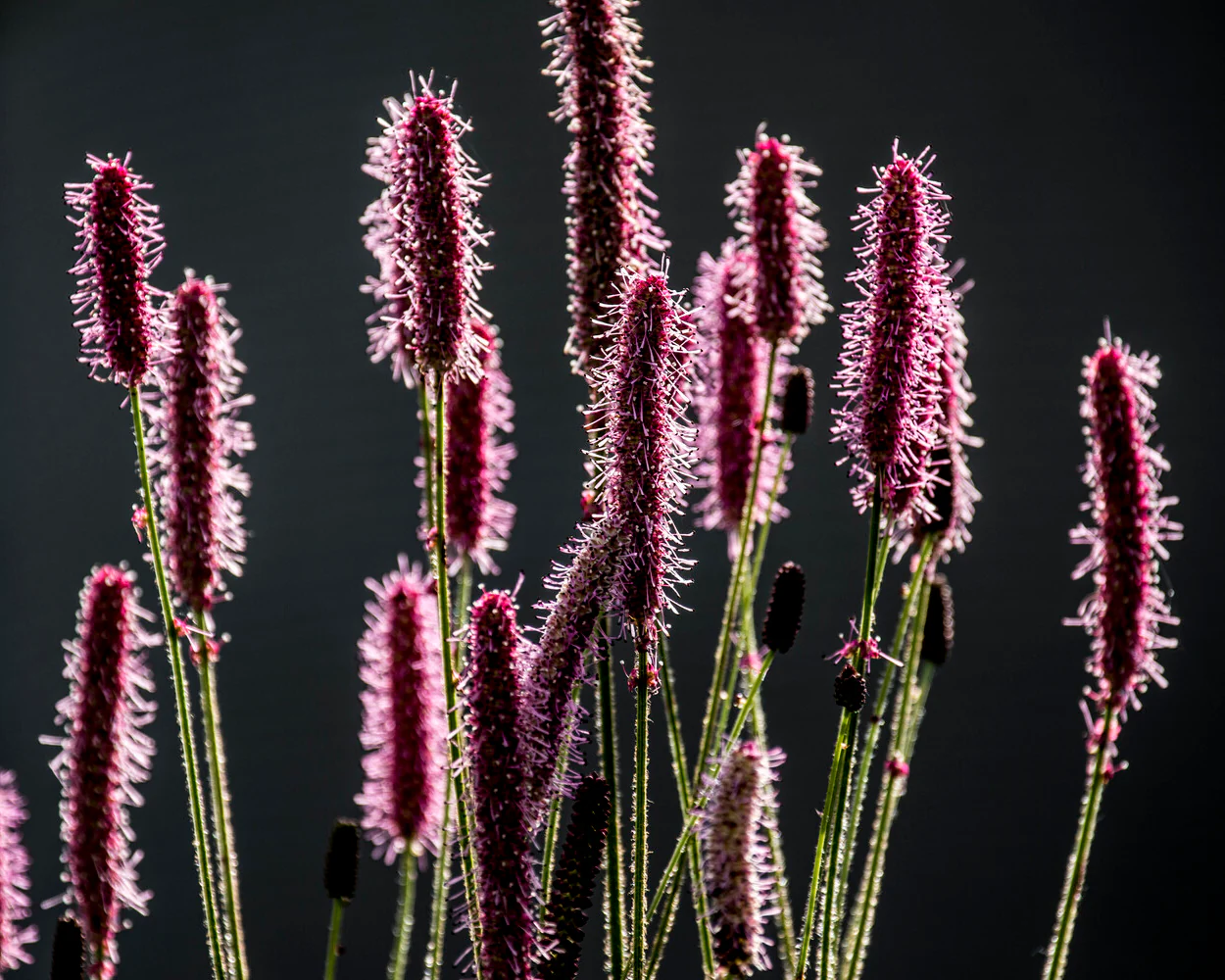 Sanguisorba 'Blackthorn' - Image 4
