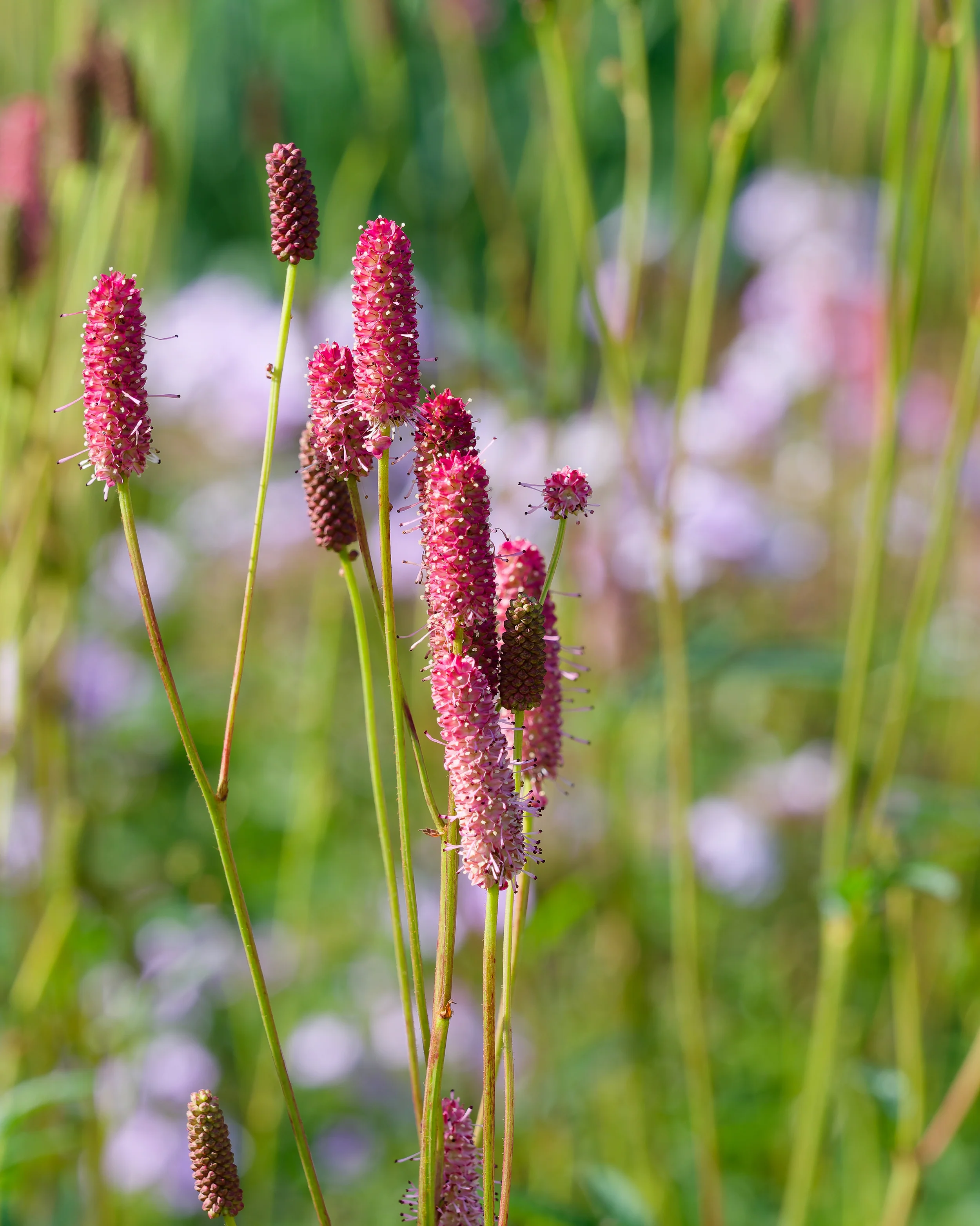 Sanguisorba 'Blackthorn' - Image 6