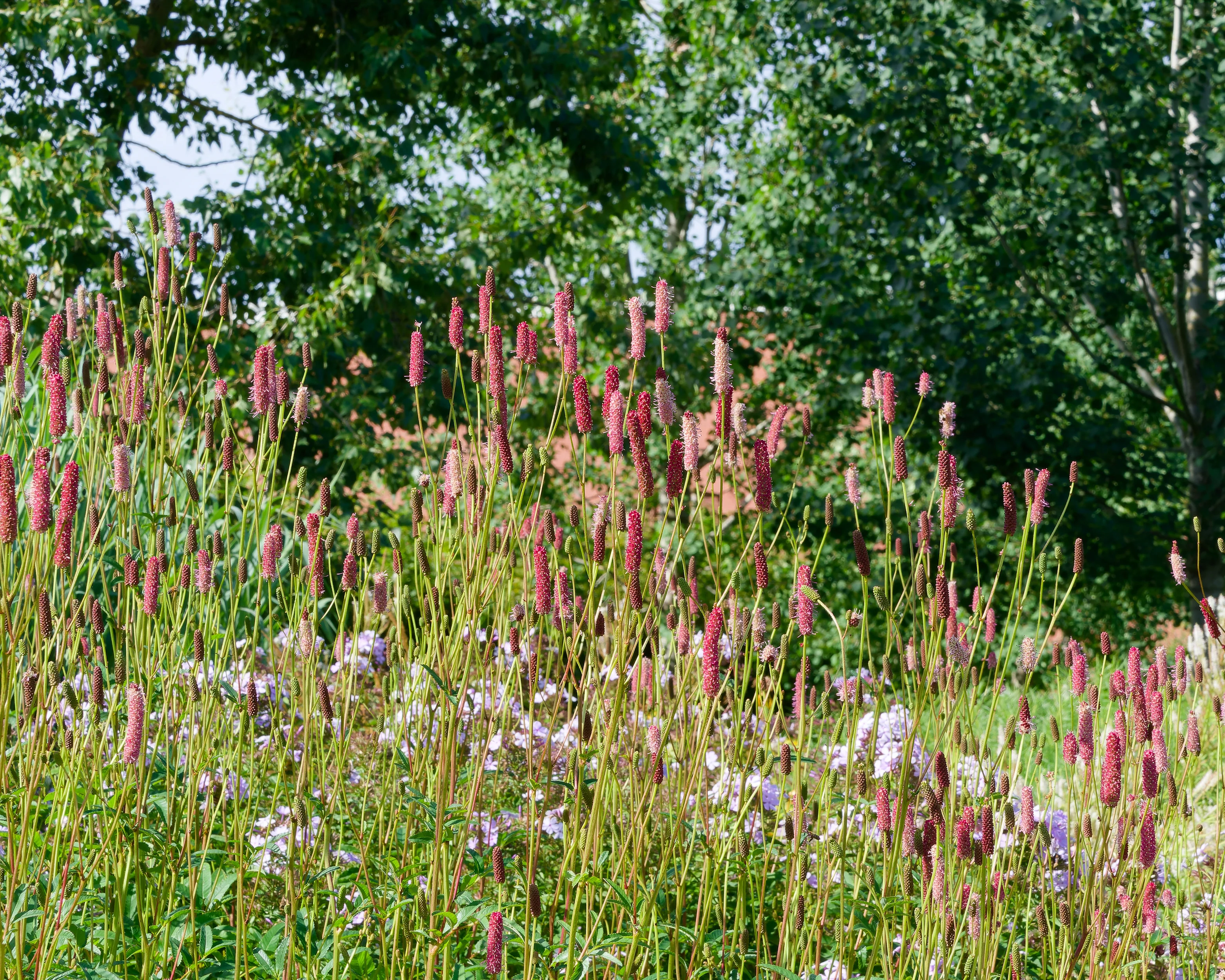 Sanguisorba 'Blackthorn' - Image 7