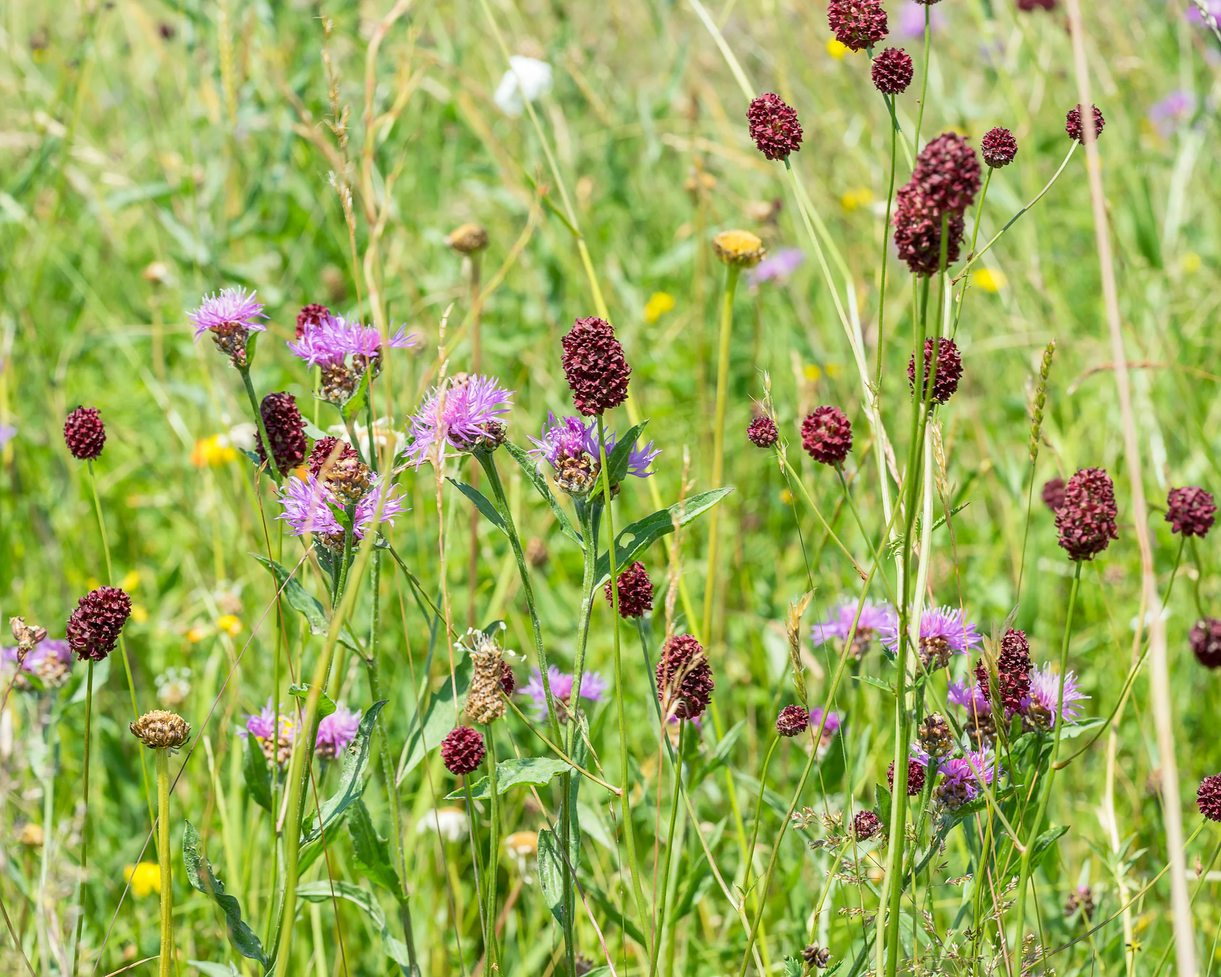 Sanguisorba 'Proud Mary' - Image 2