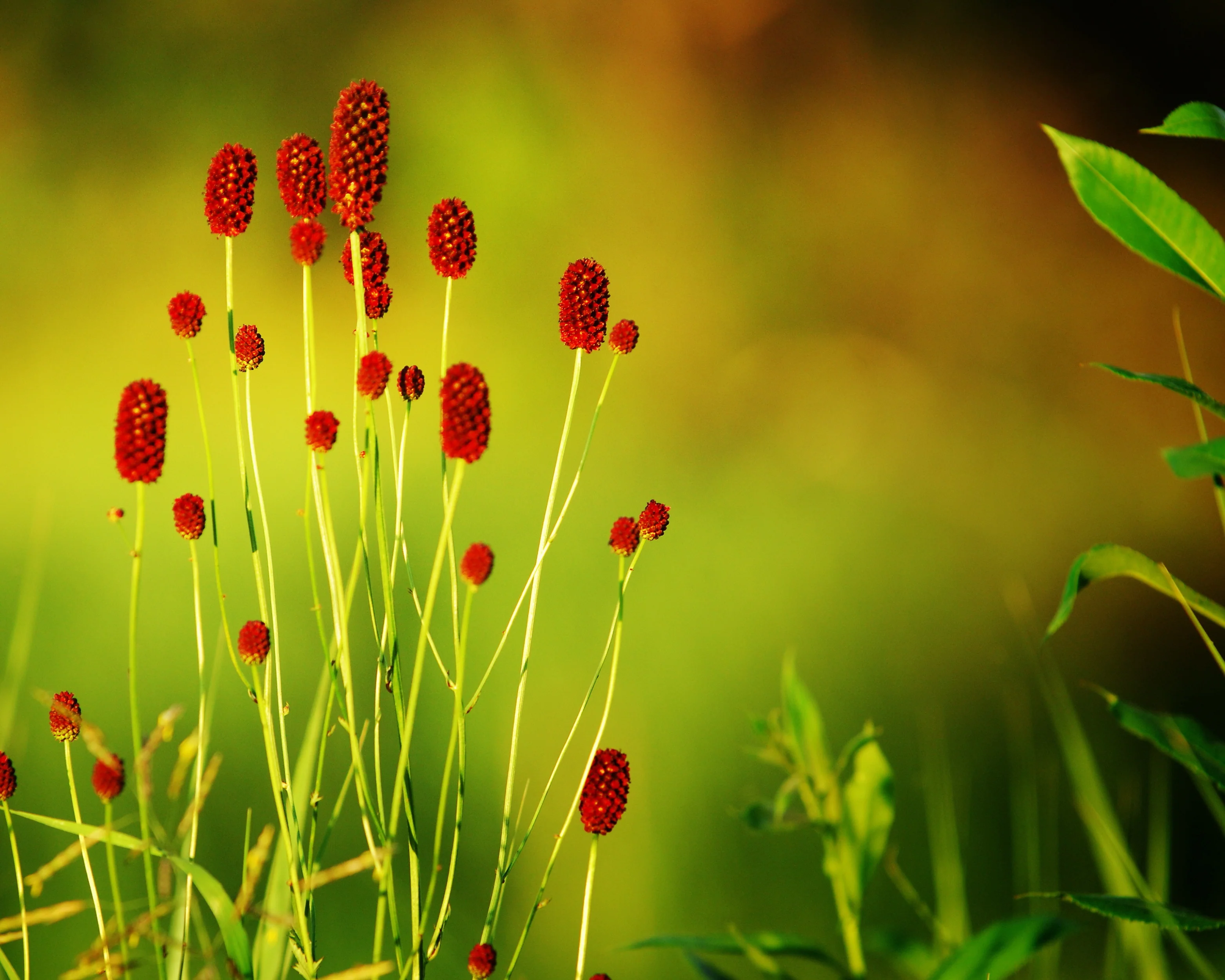 Sanguisorba 'Proud Mary' - Image 6