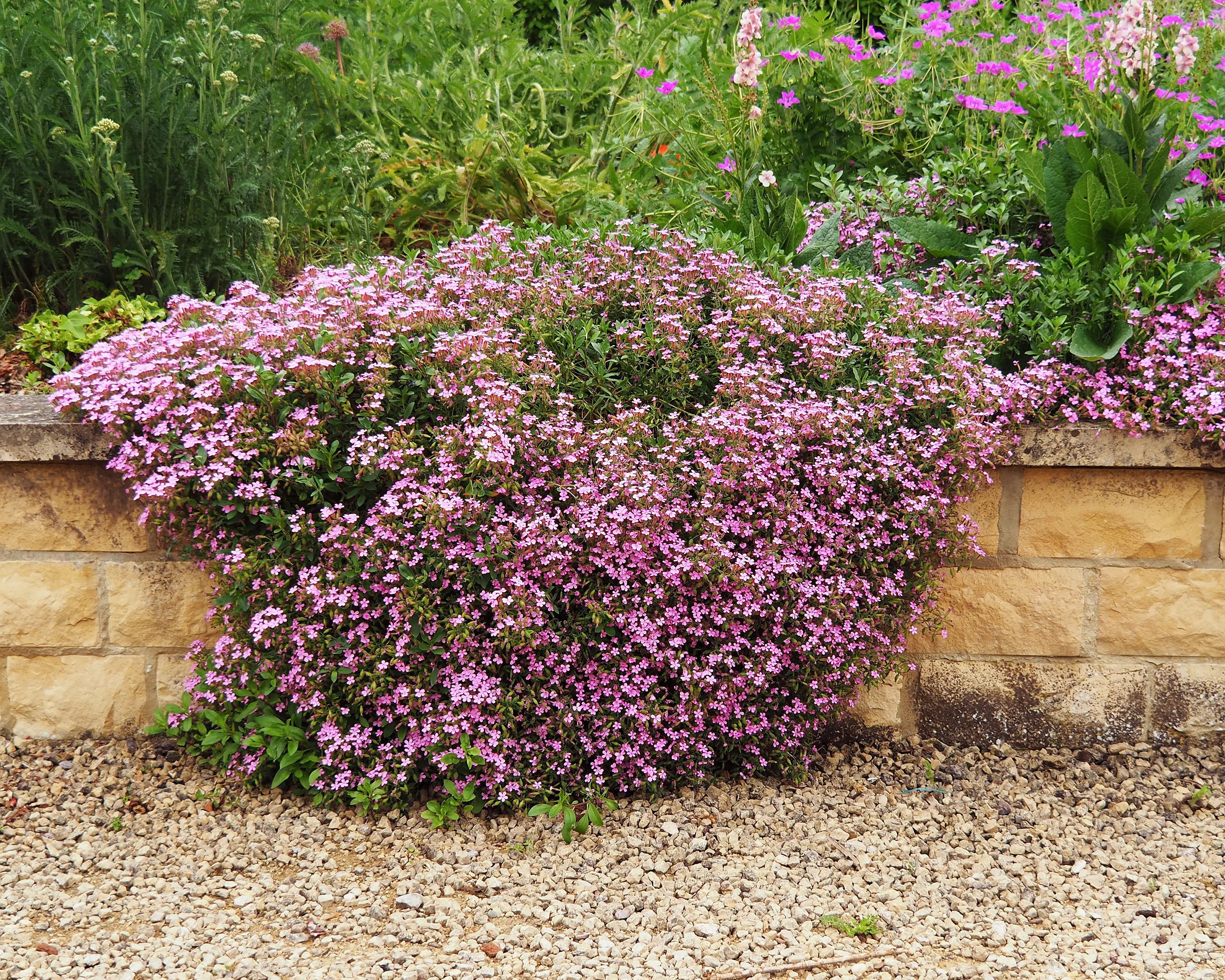 Saponaria ocymoides - Image 2