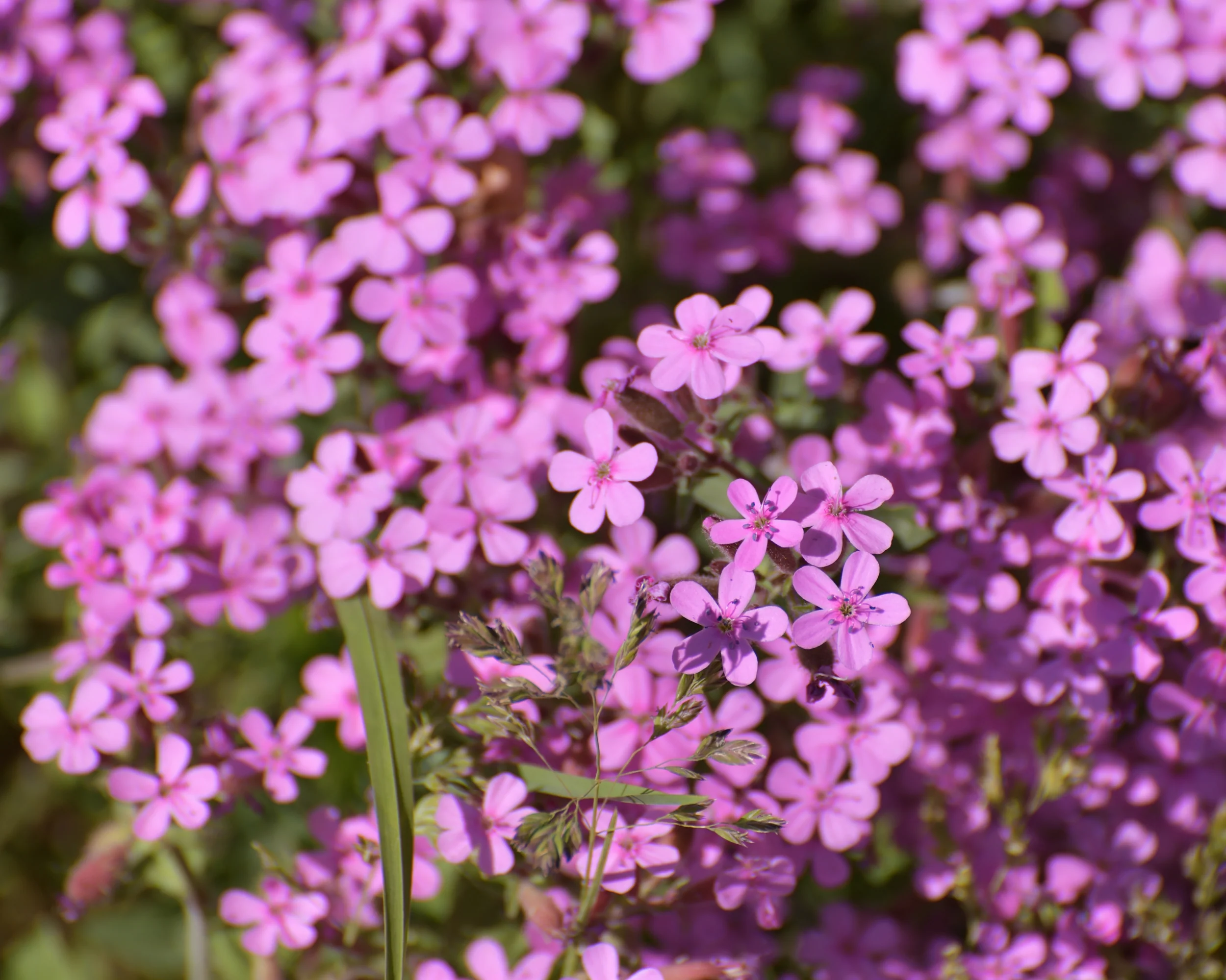 Saponaria ocymoides - Image 5