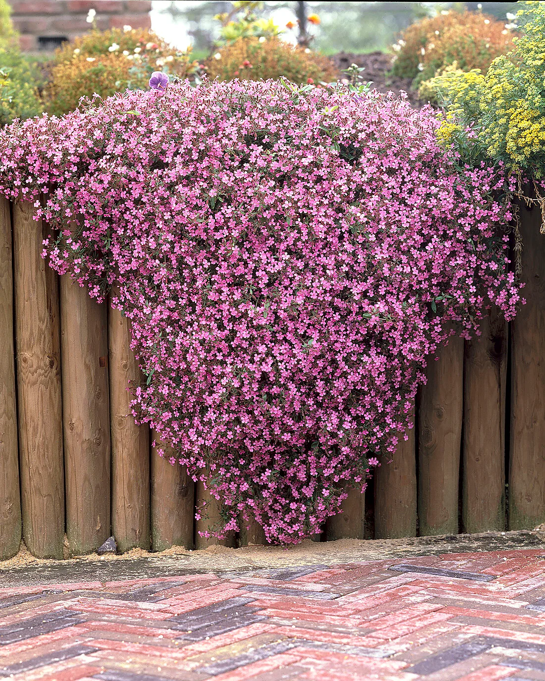 Saponaria ocymoides - Image 6
