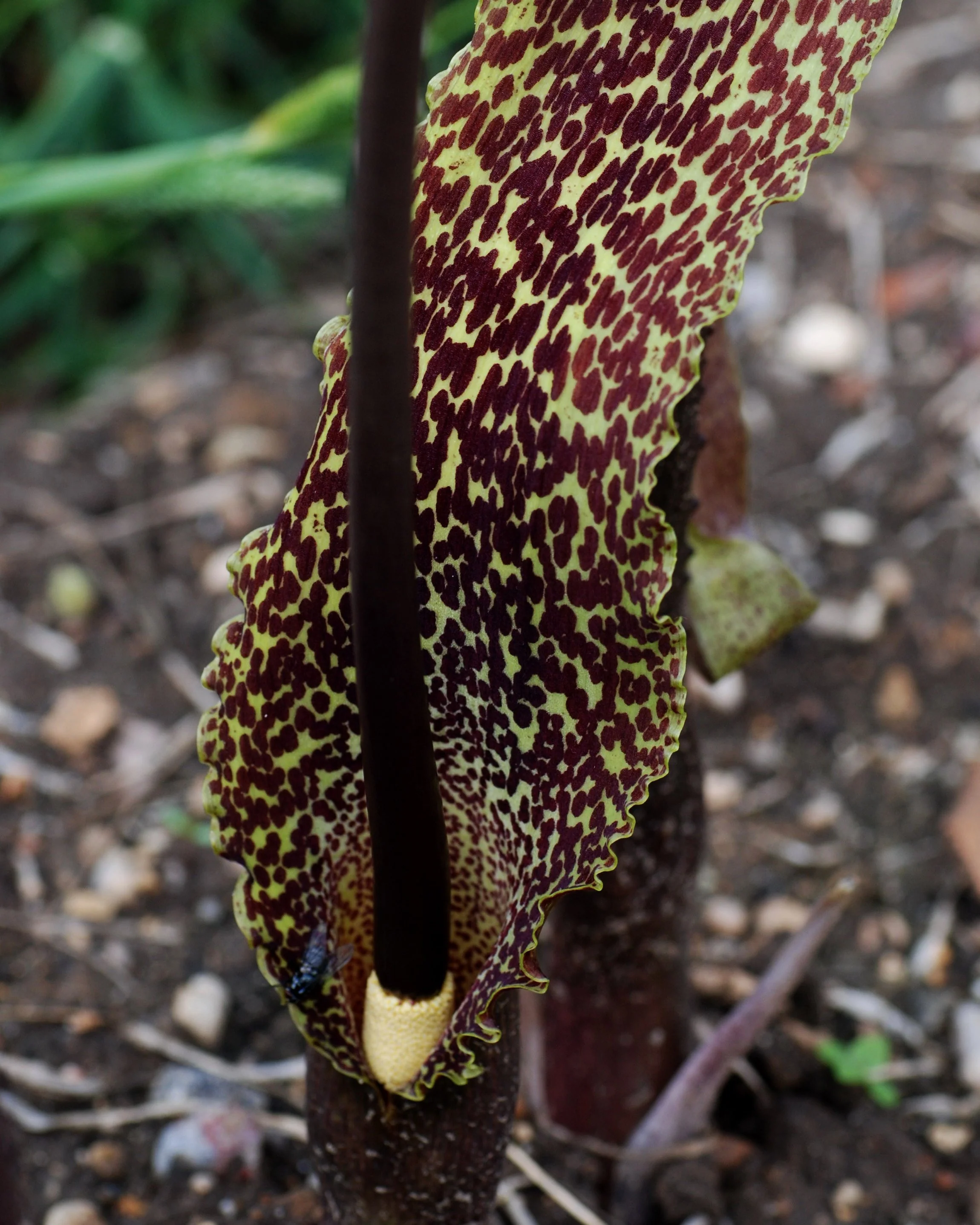 Sauromatum venosum - Image 3