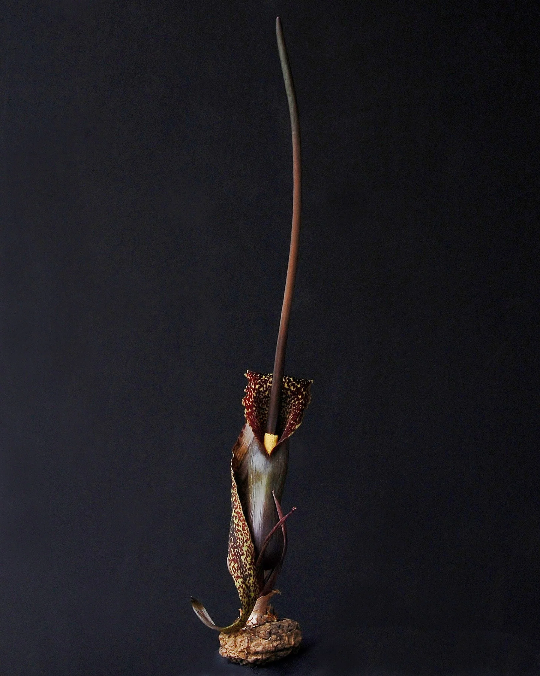 Sauromatum venosum - Image 4