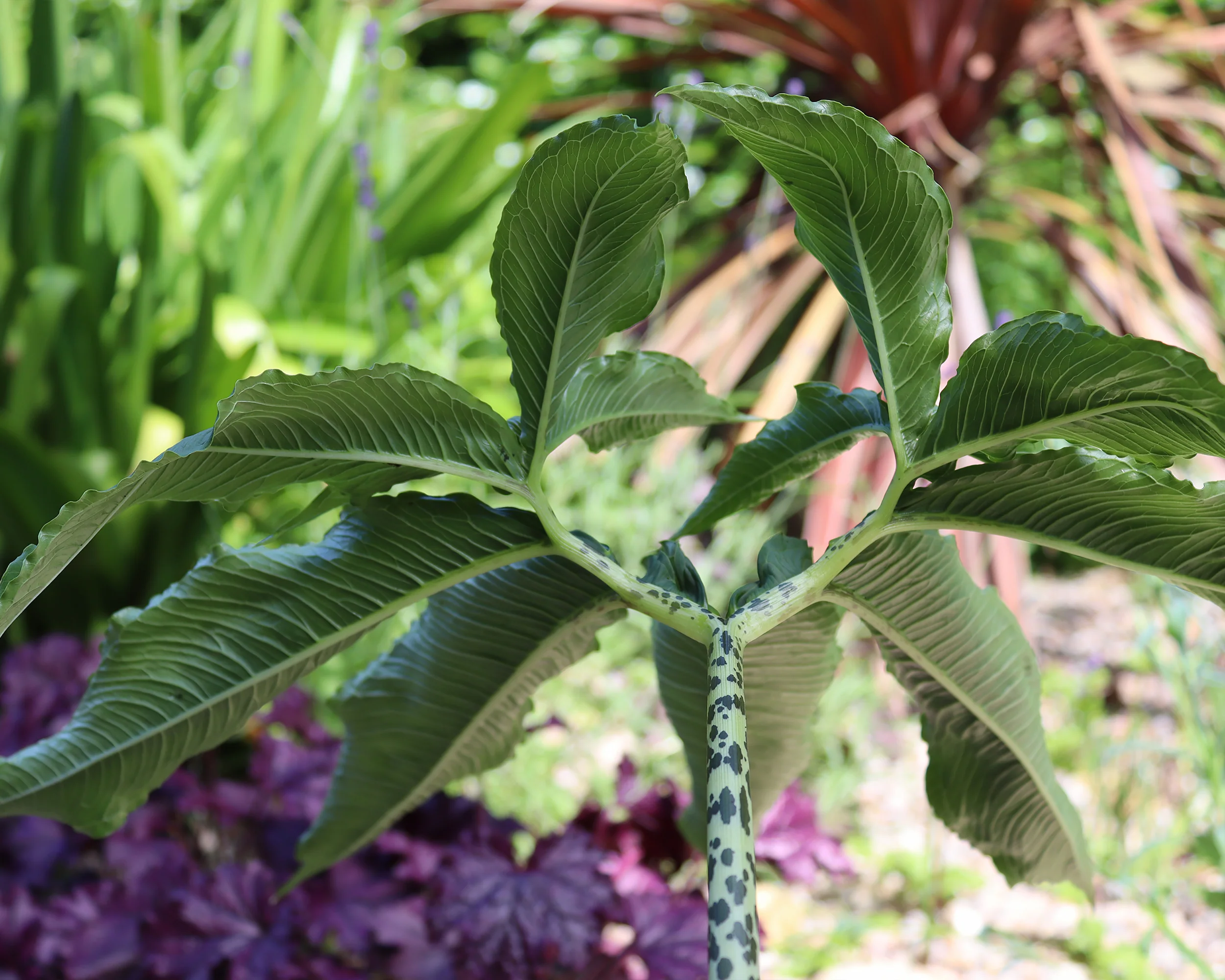 Sauromatum venosum - Image 7
