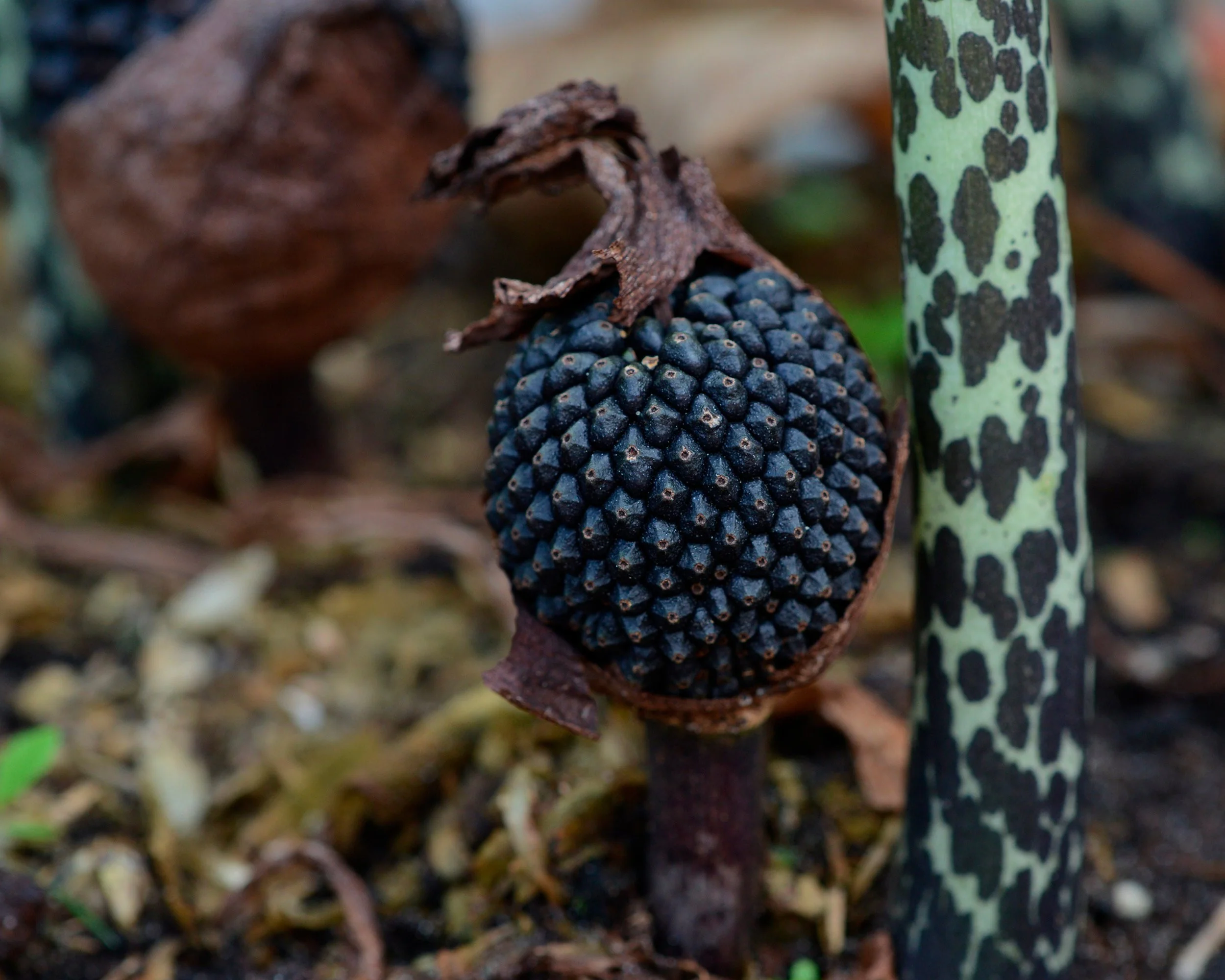 Sauromatum venosum - Image 8