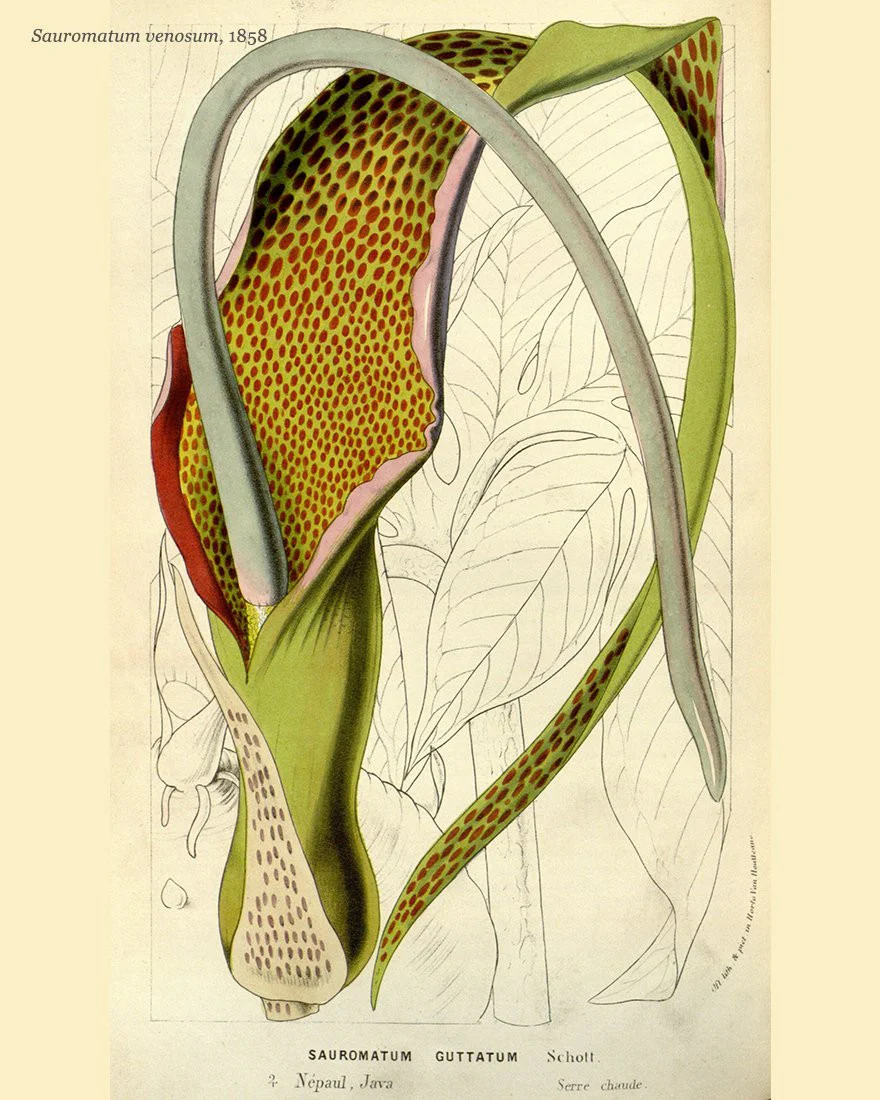 Sauromatum venosum - Image 9