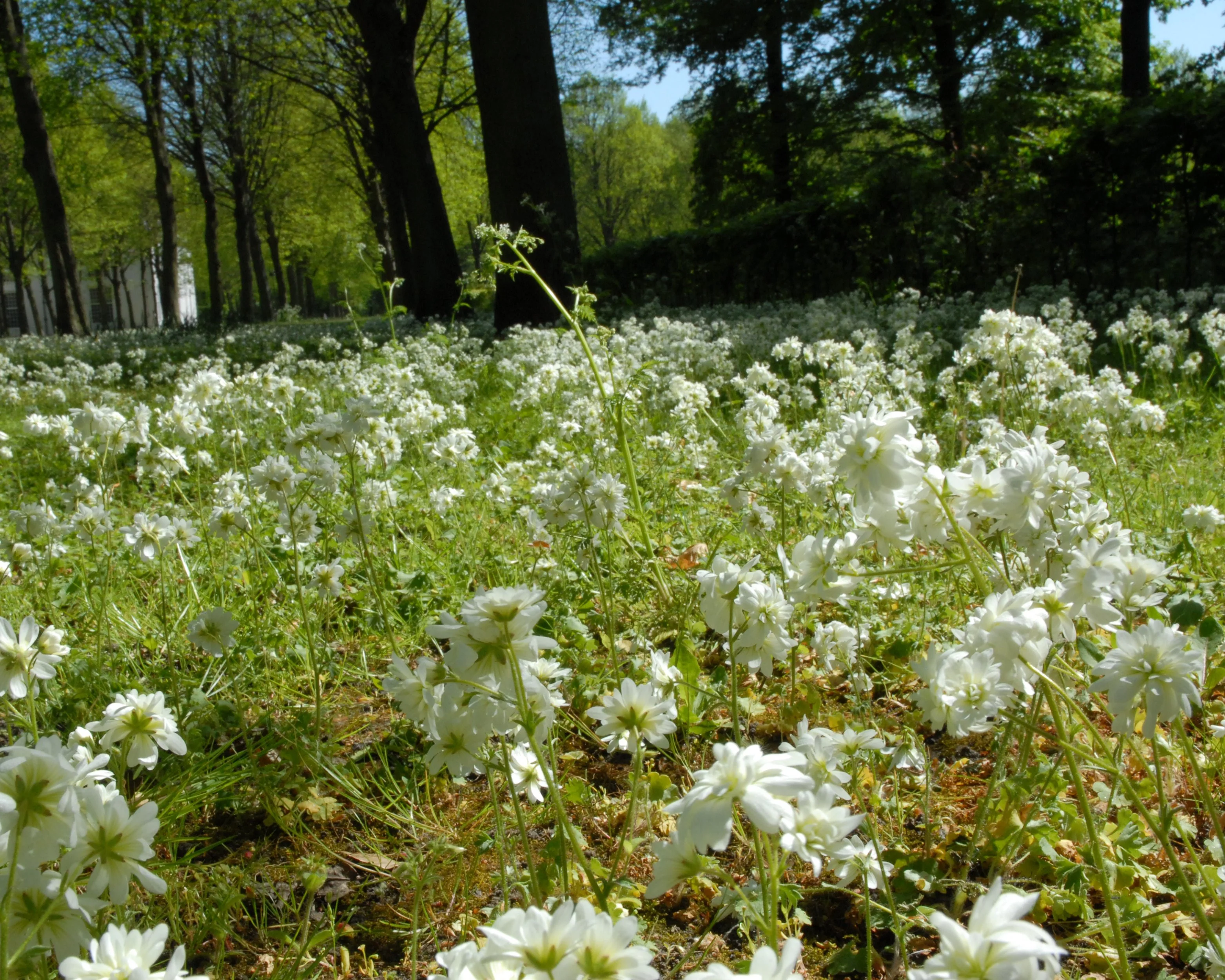 Saxifraga granulata 'Flore Pleno' - Image 4