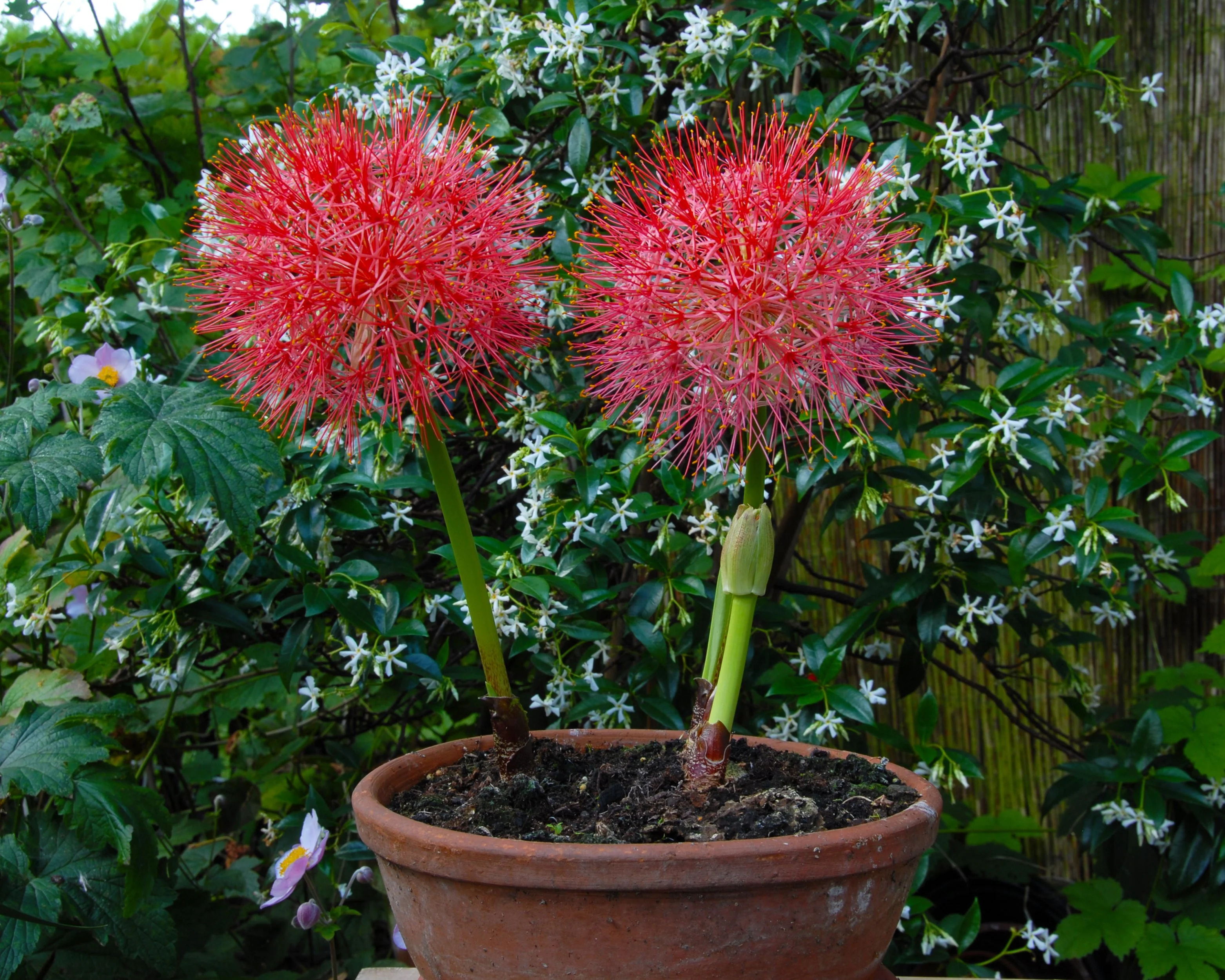 Scadoxus multiflorus - Image 3