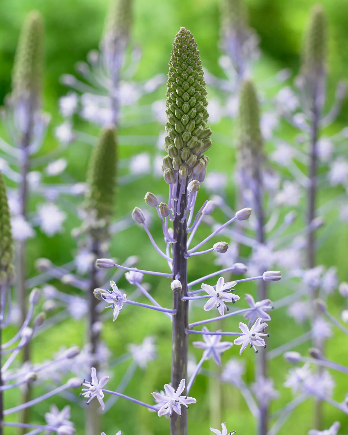 Scilla 'Blue Arrow' - Image 8