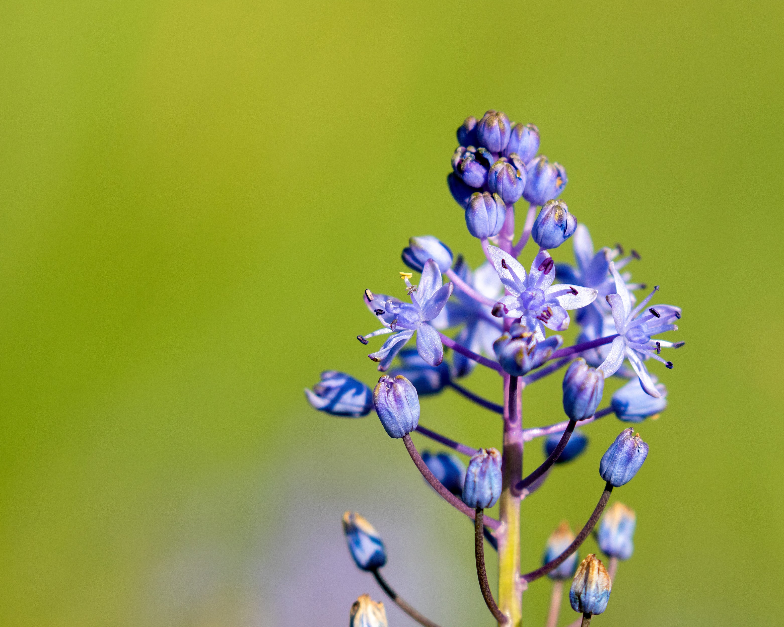 Scilla litardierei - Image 6