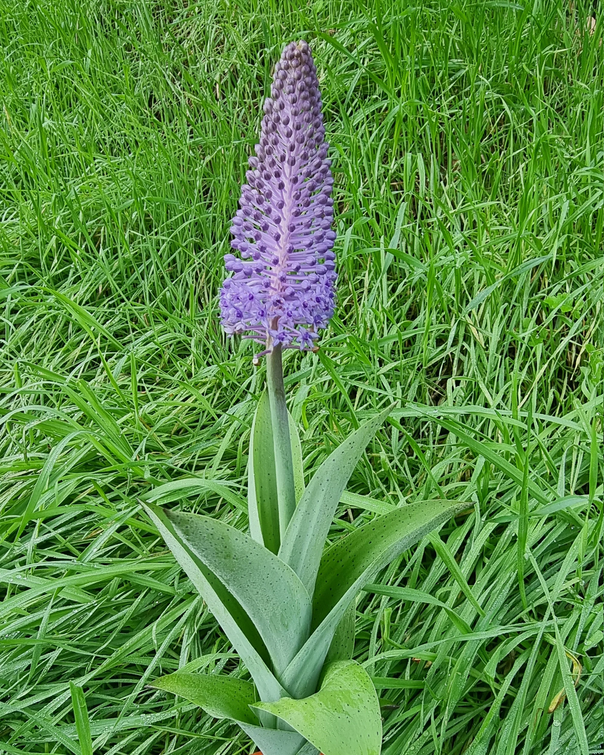 Scilla madeirensis - Image 3