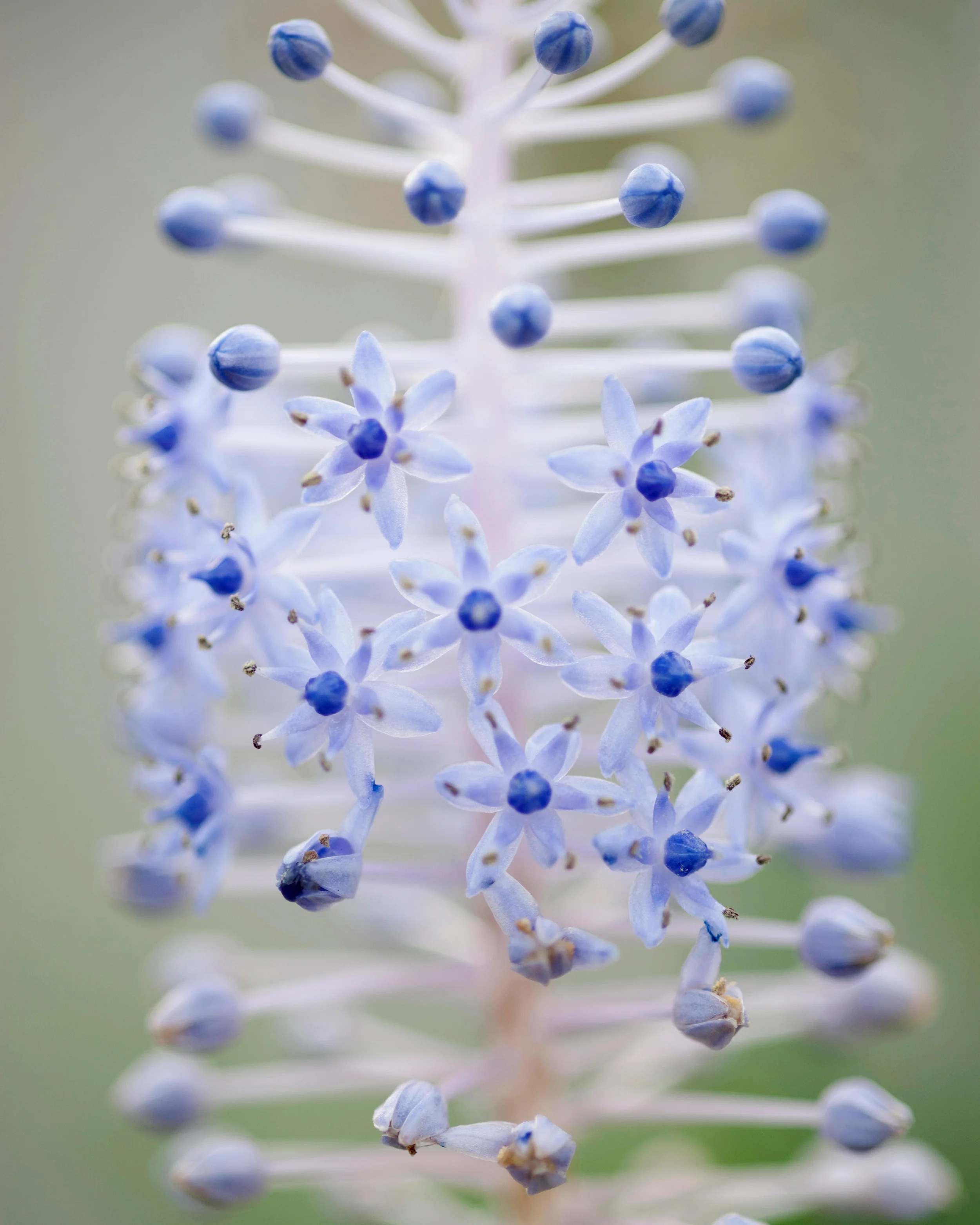 Scilla madeirensis - Image 6