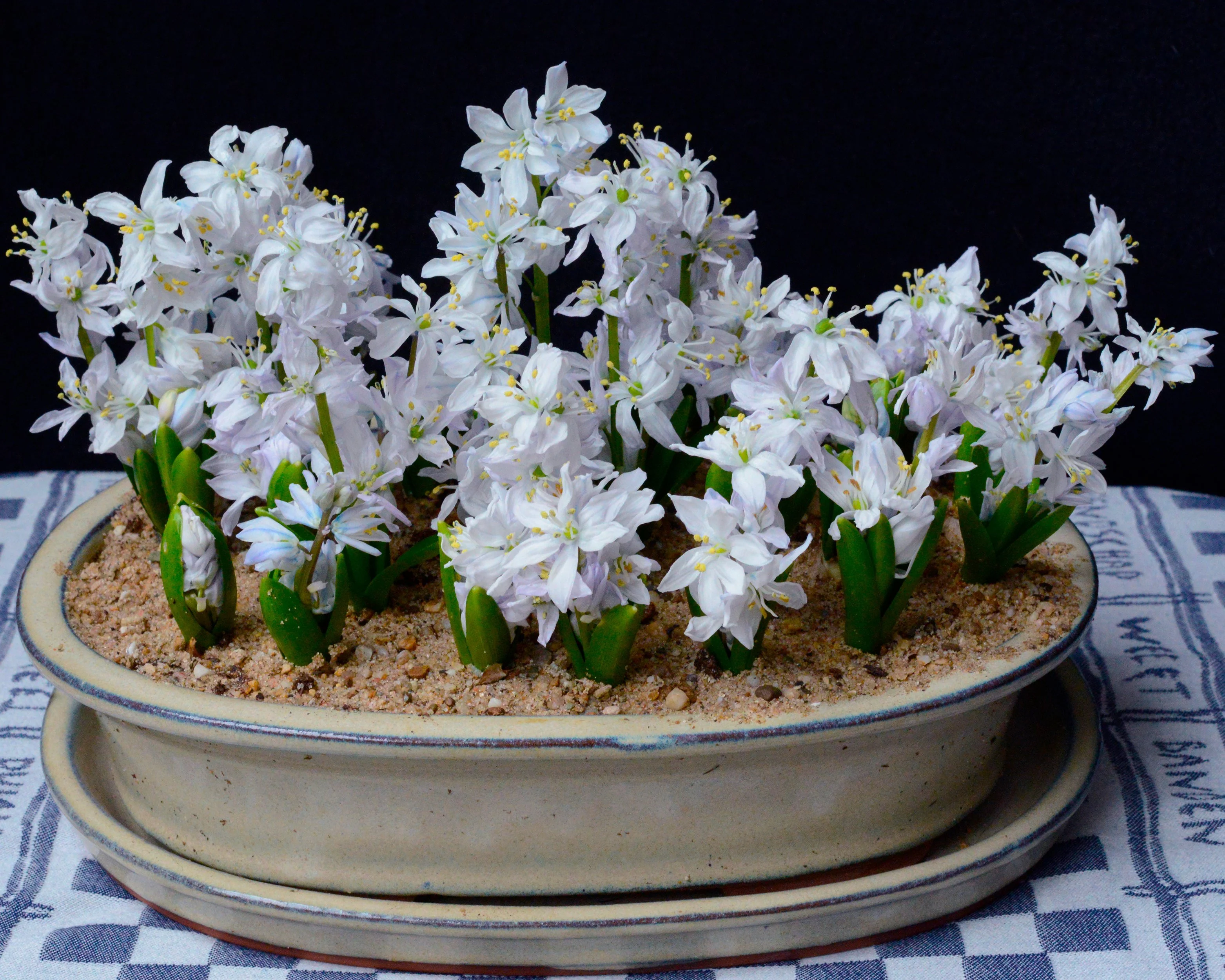 Scilla 'Tubergeniana' - Image 2