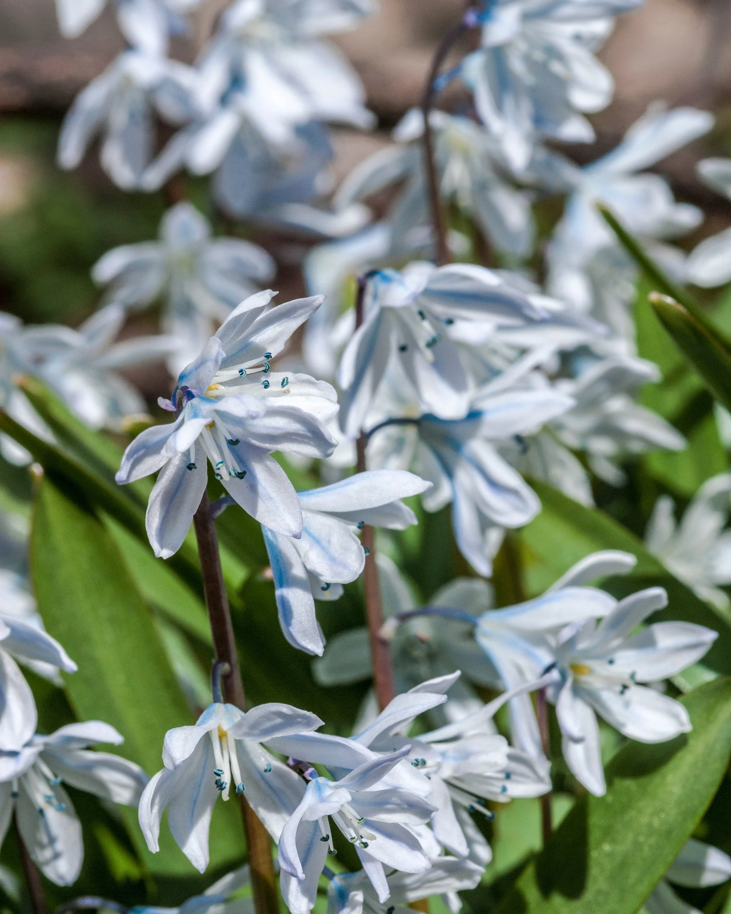 Scilla 'Tubergeniana' - Image 3