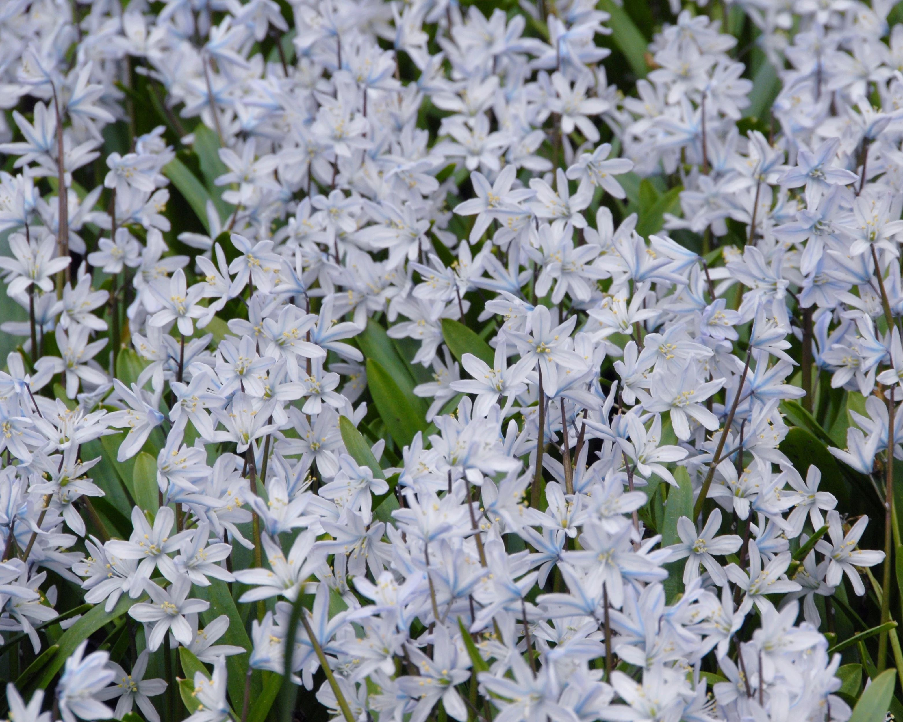 Scilla 'Tubergeniana' - Image 4