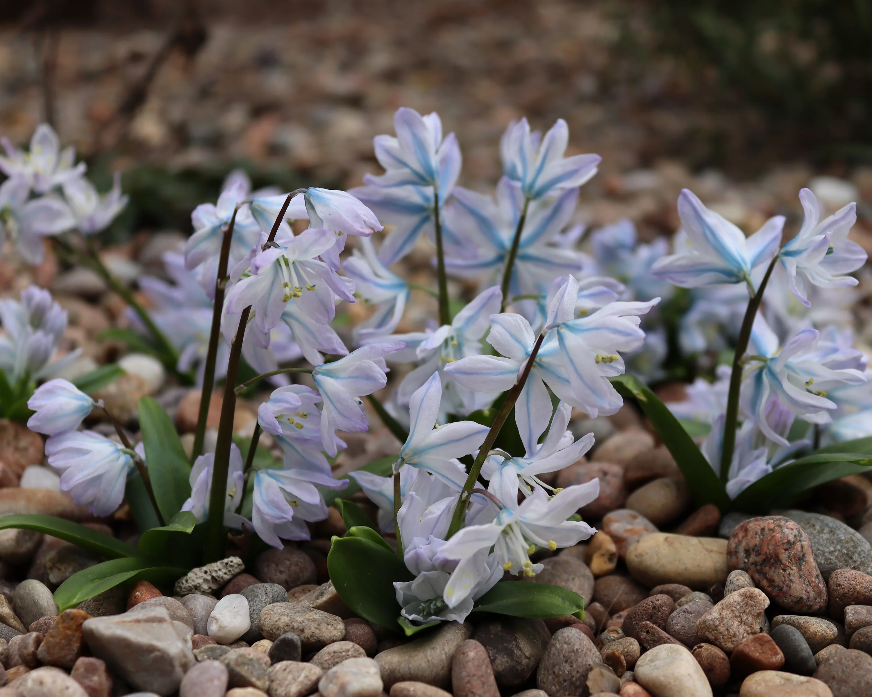 Scilla 'Tubergeniana' - Image 7