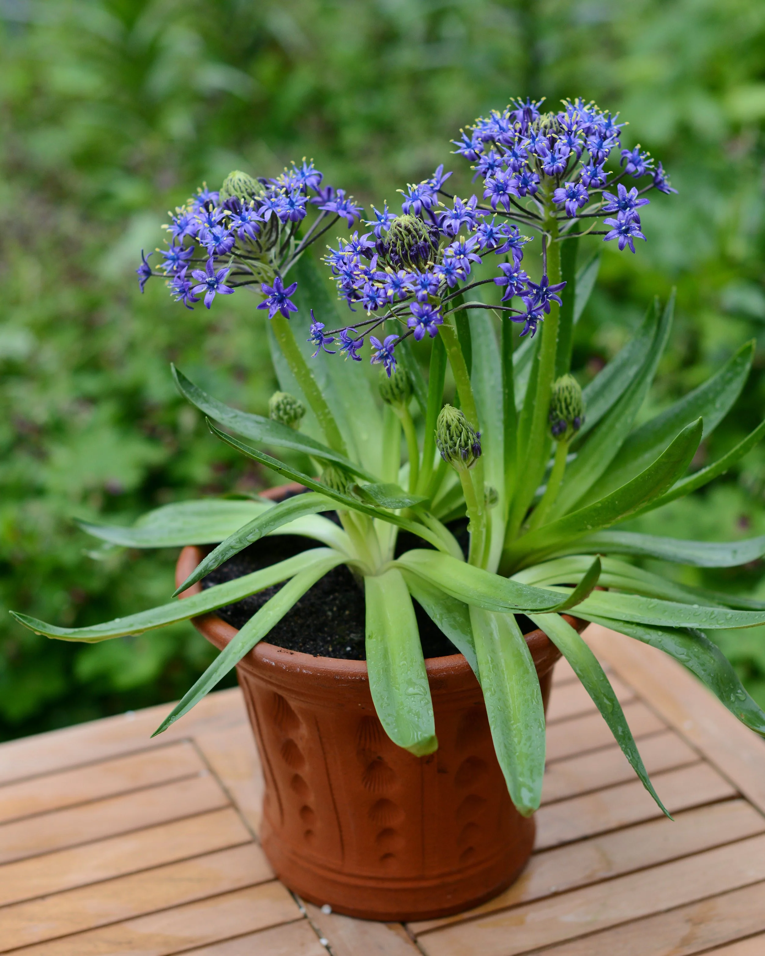 Scilla peruviana - Image 3