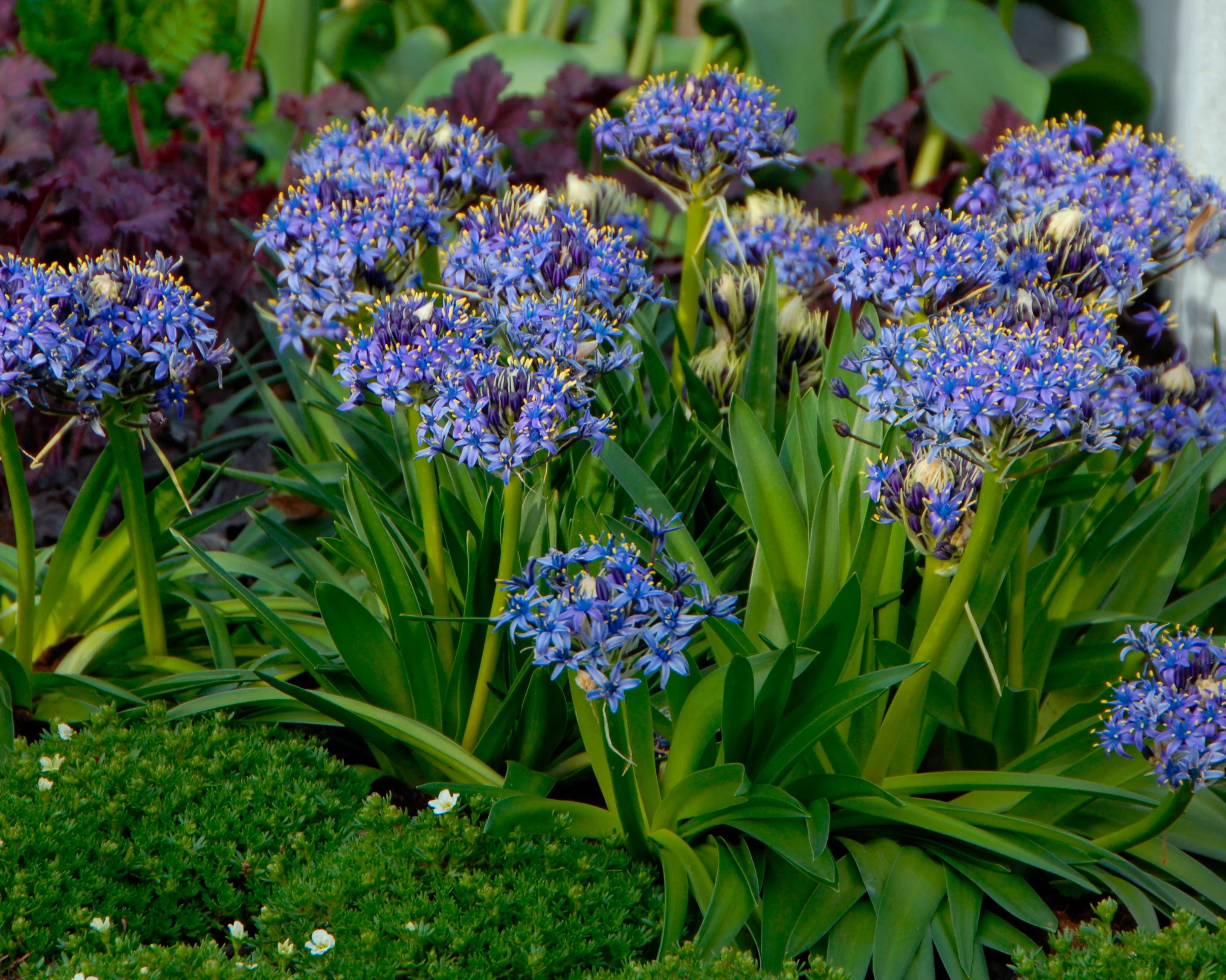 Scilla peruviana - Image 6