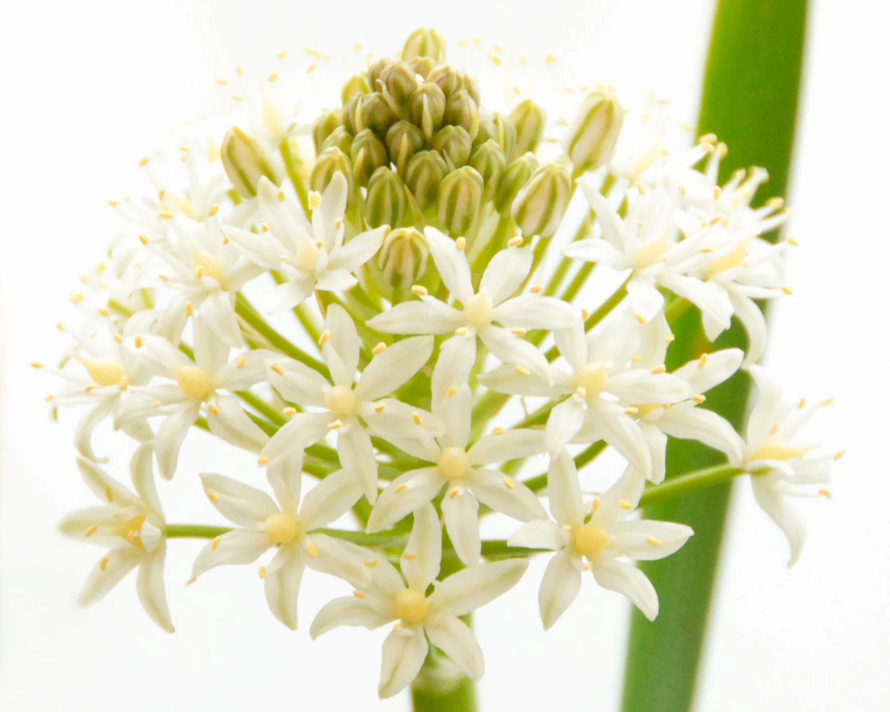 Scilla 'White Moon' - Image 4