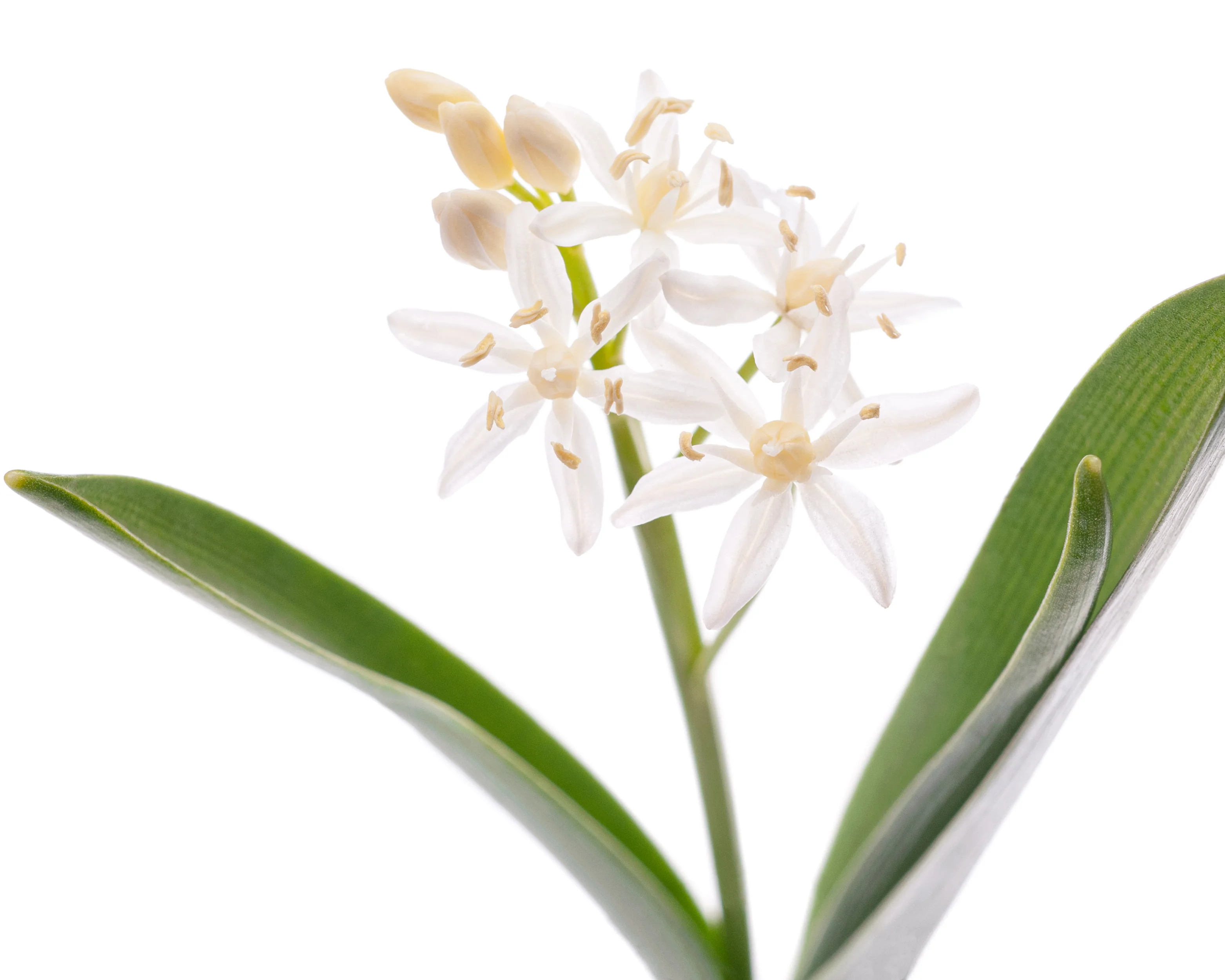 Scilla 'Rosea' - Image 10