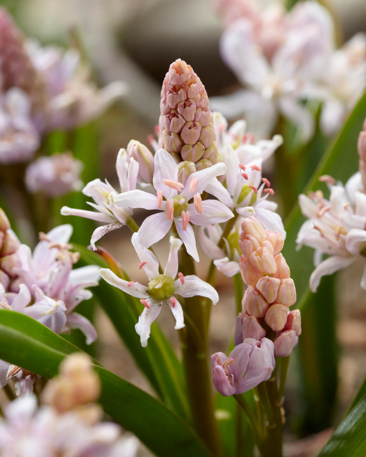 Scilla 'Rosea' - Image 4