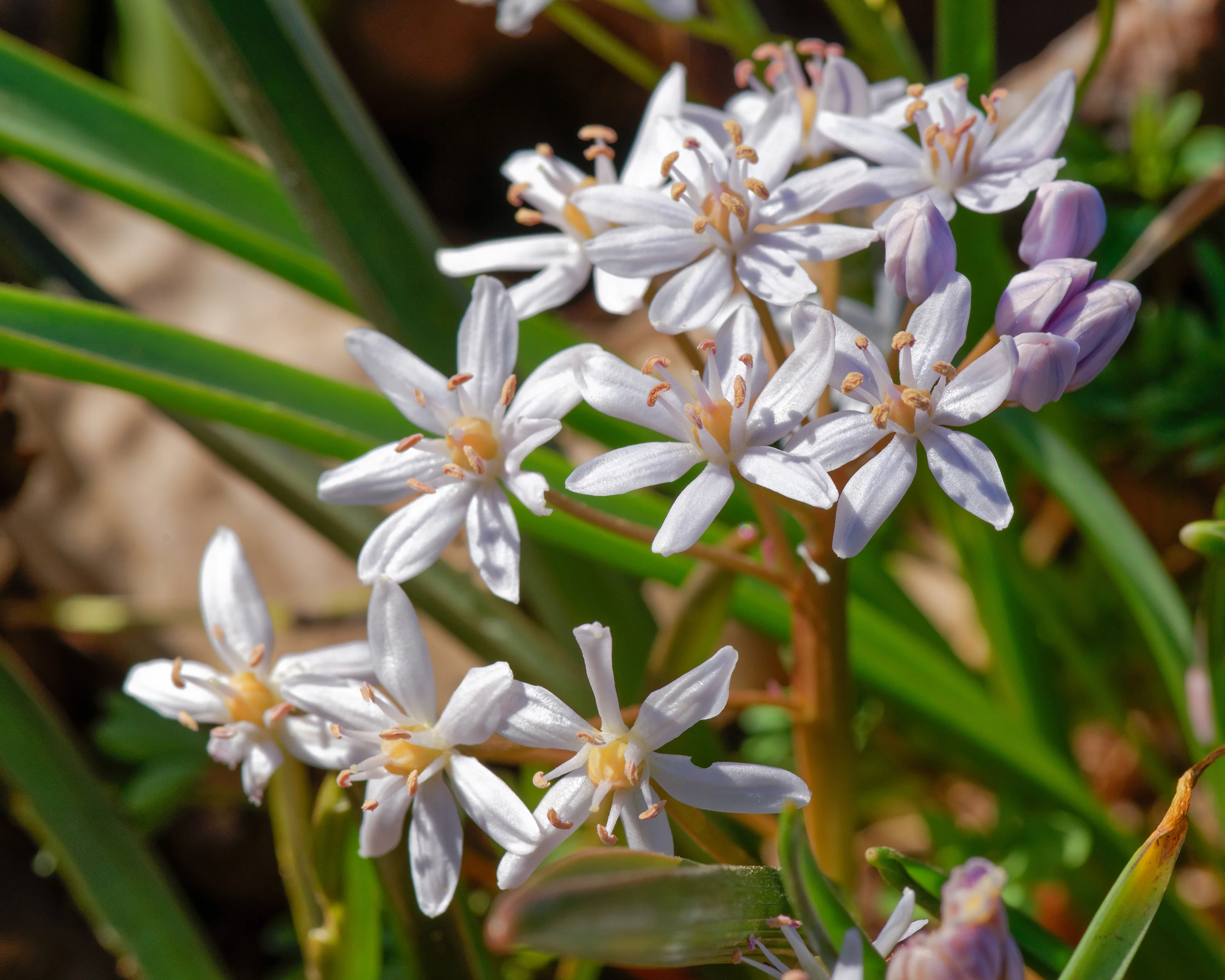 Scilla 'Rosea' - Image 6