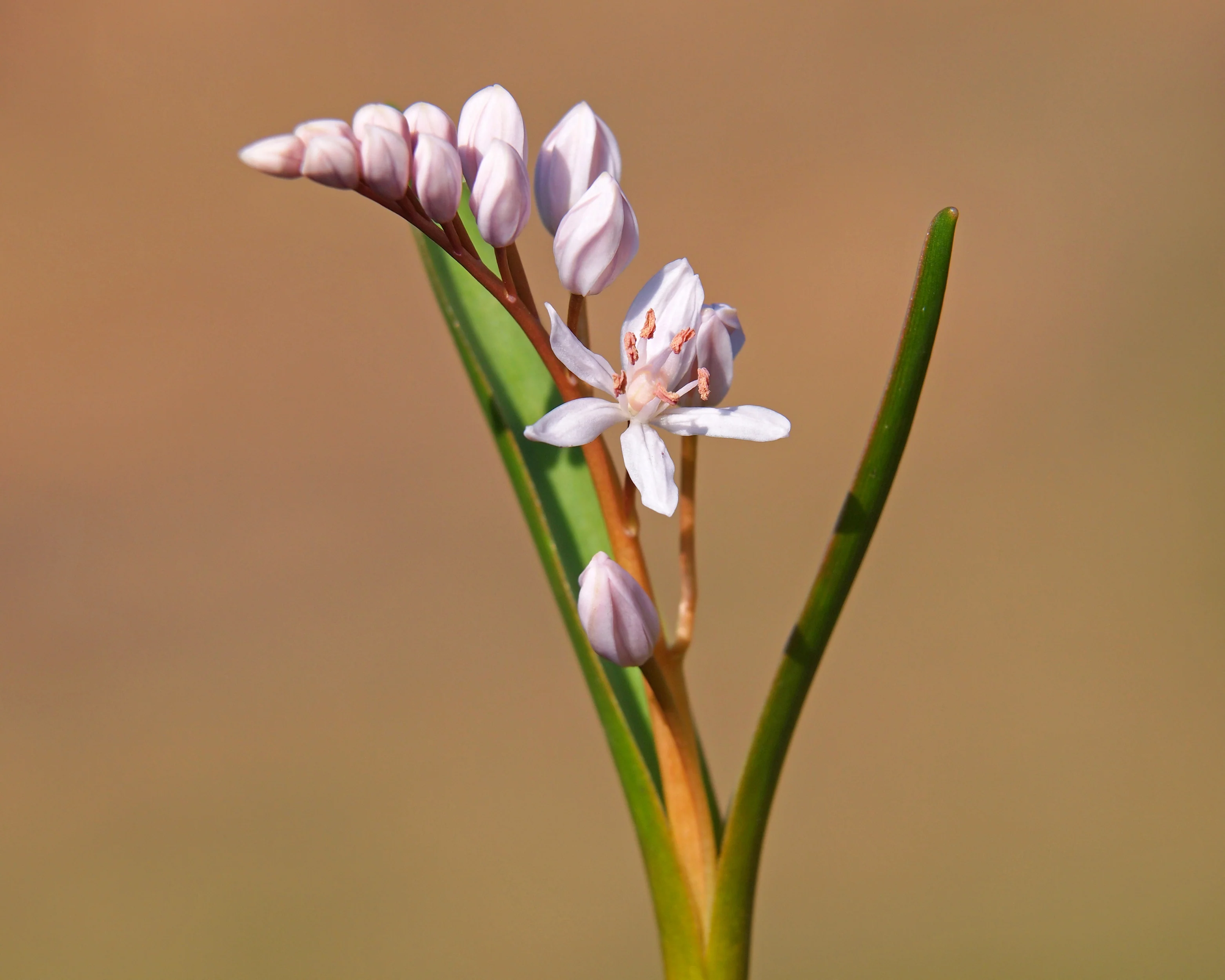 Scilla 'Rosea' - Image 7