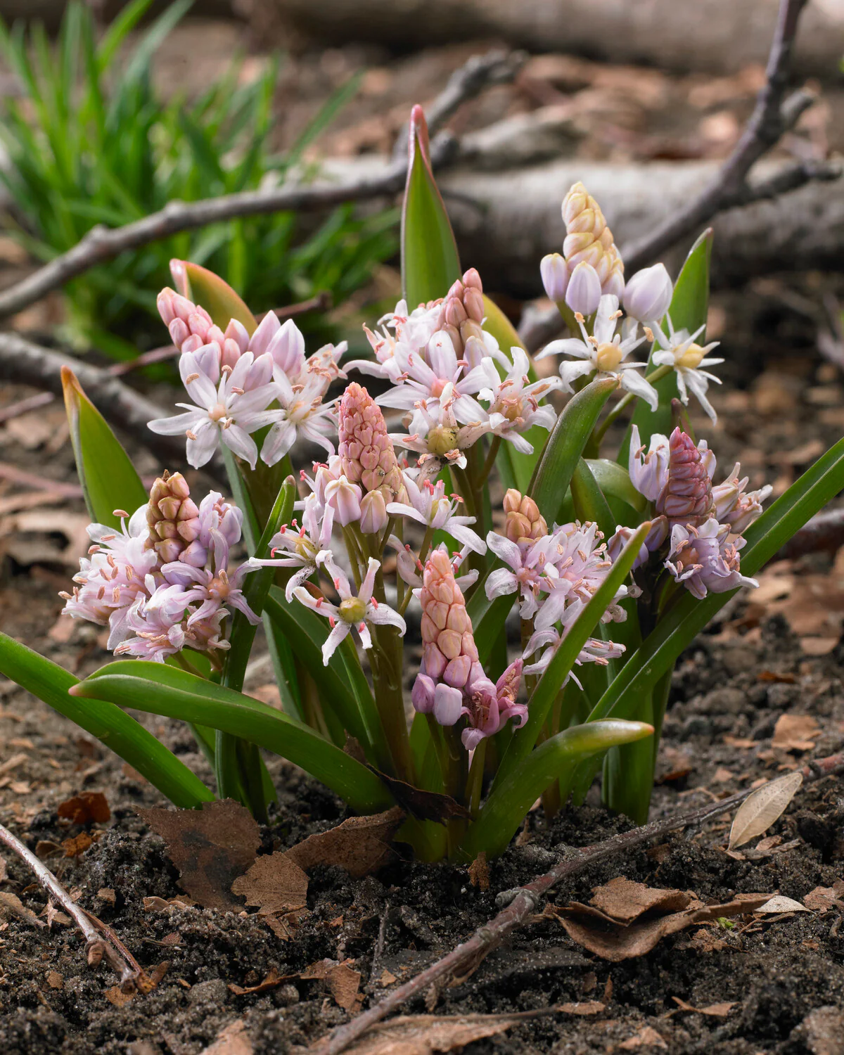 Scilla 'Rosea' - Image 8