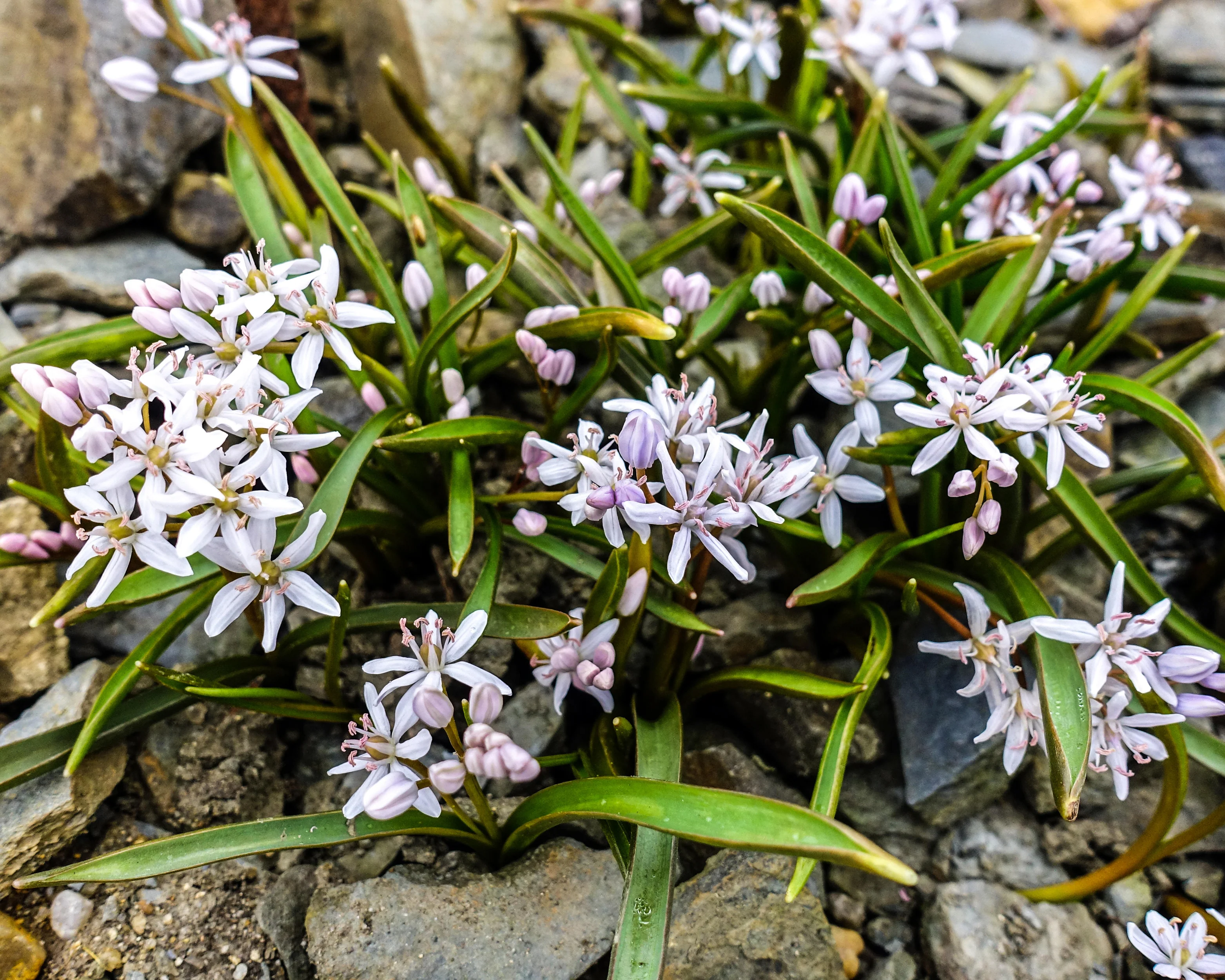 Scilla 'Rosea' - Image 9