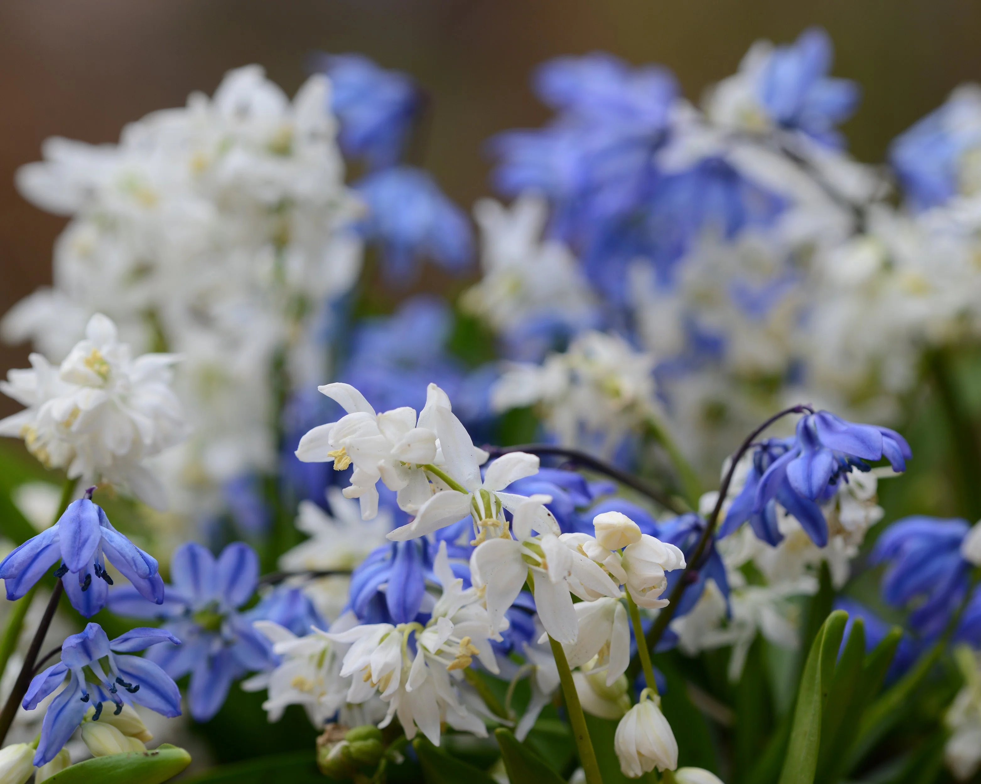 Scilla 'Alba' - Image 3