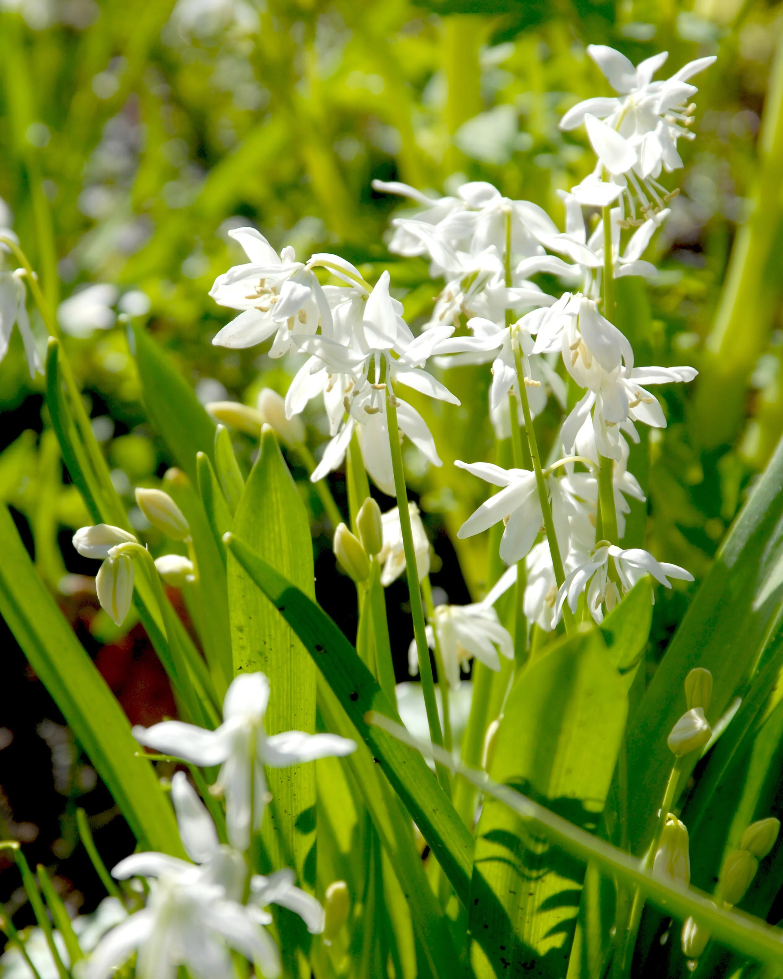 Scilla 'Alba' - Image 4