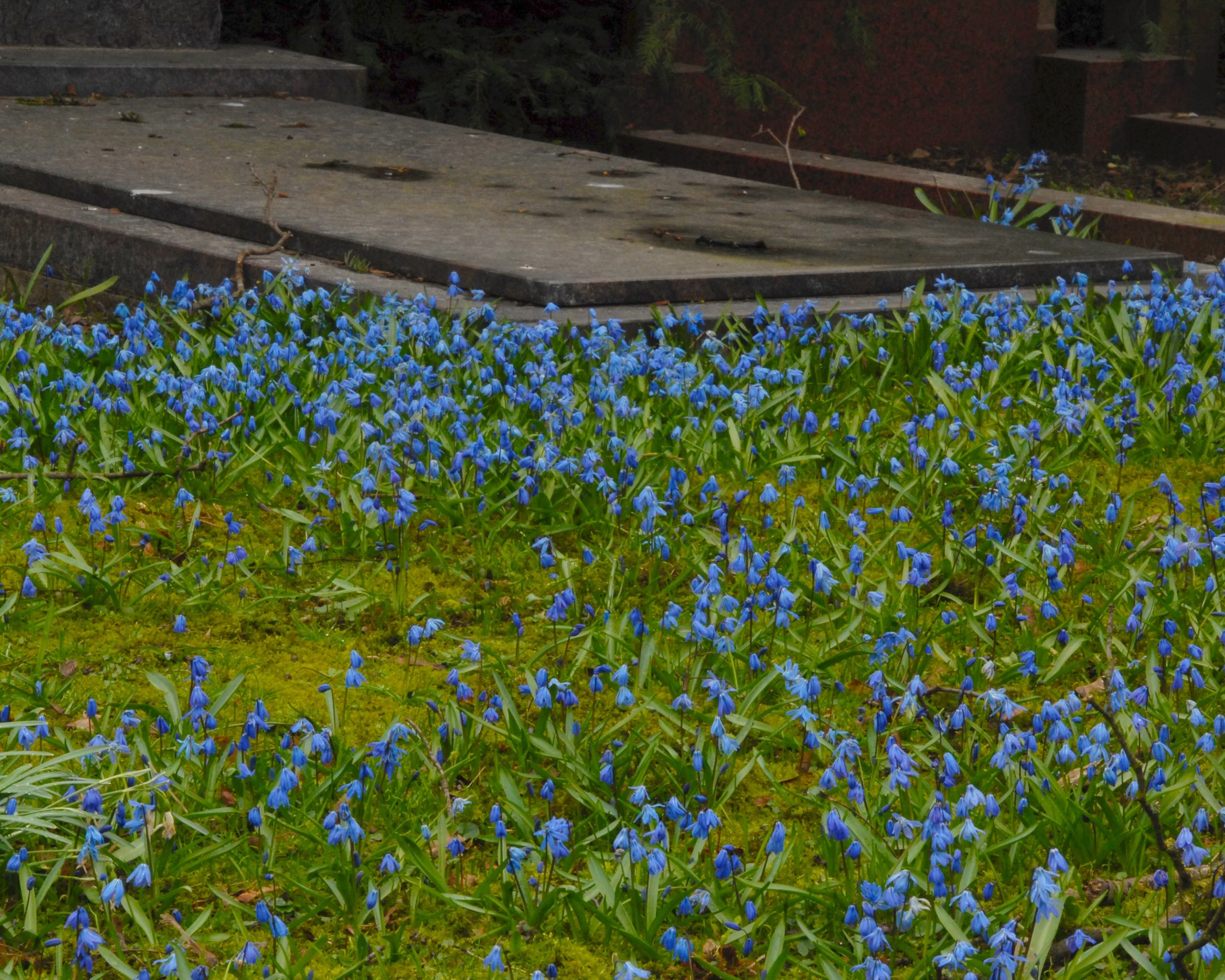 Scilla siberica - Image 9