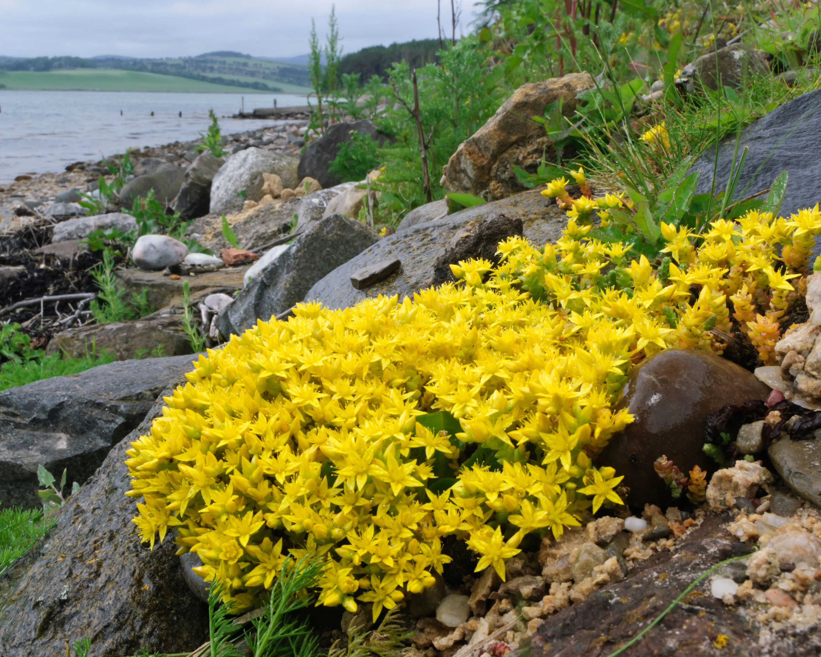 Sedum acre - Image 4