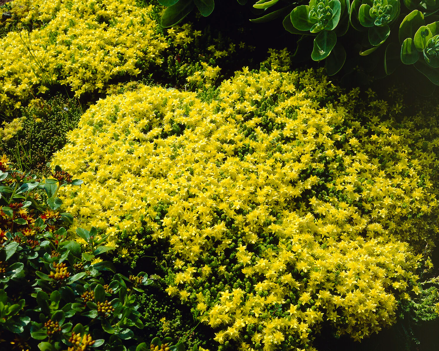 Sedum acre - Image 5