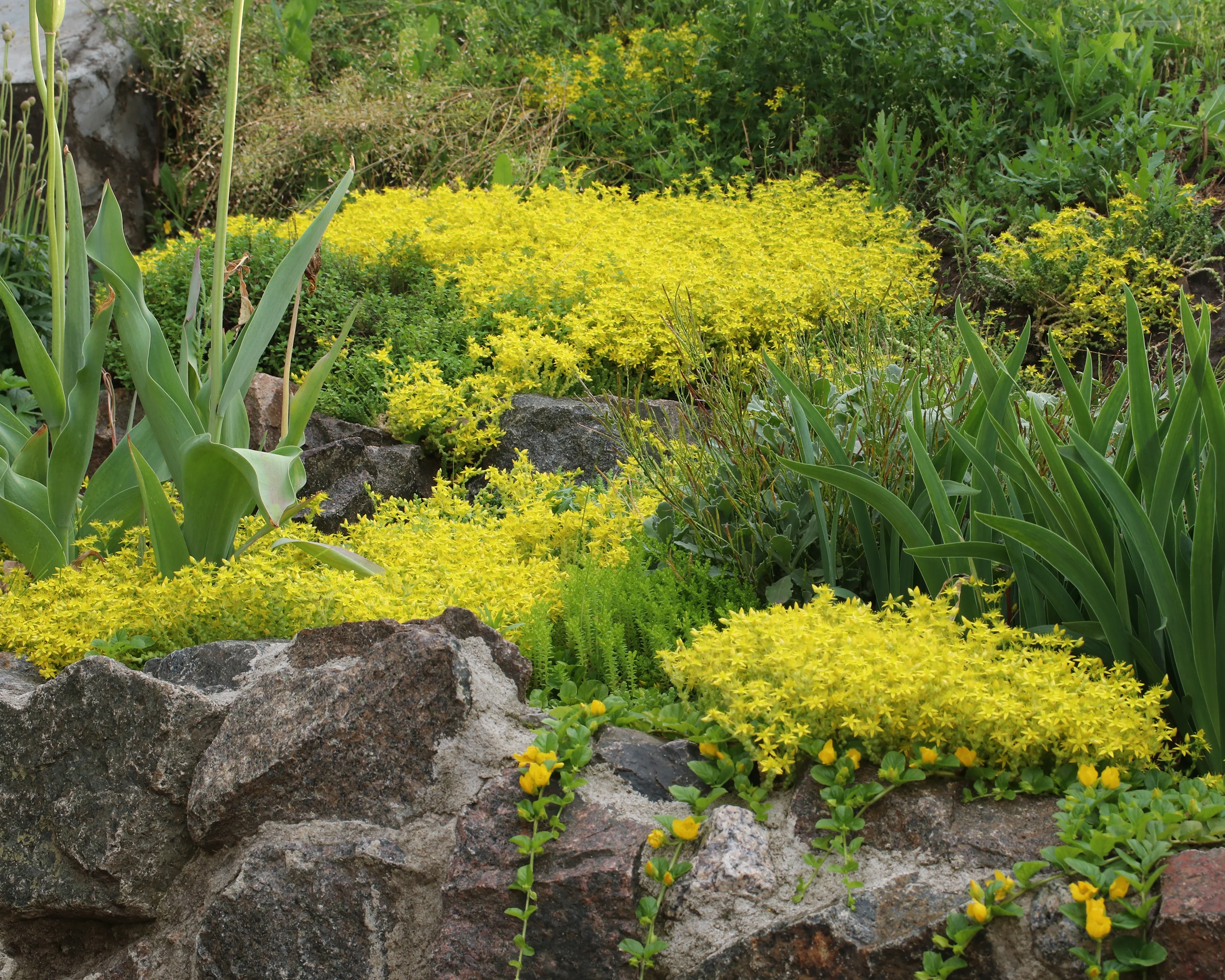 Sedum acre - Image 9
