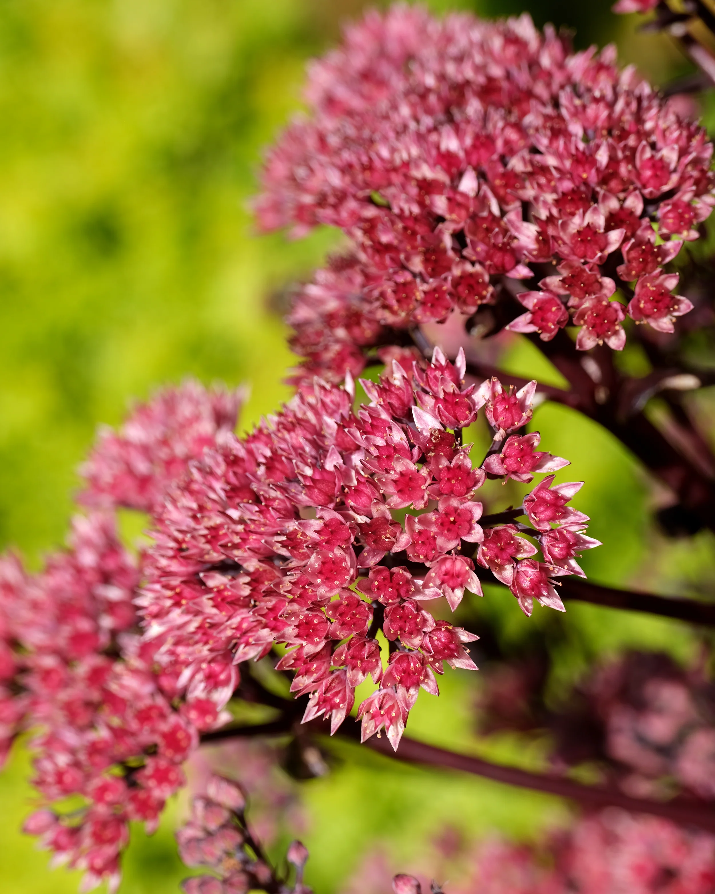 Sedum 'Black Knight' - Image 2