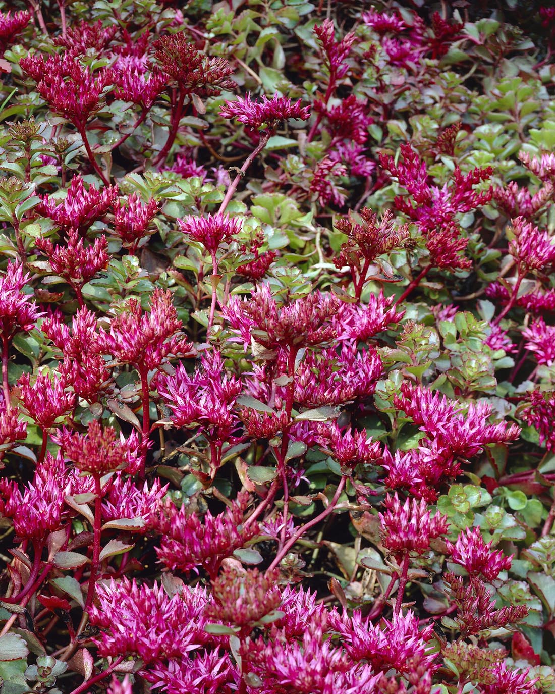Sedum 'For Your Eyes Only' - Image 2